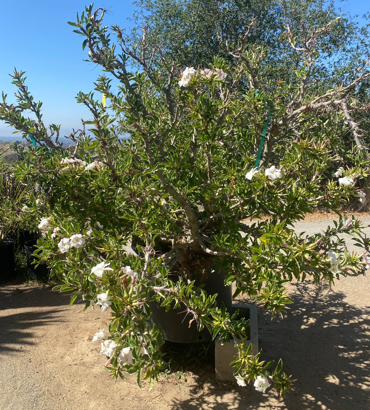 Pachypodium lealii subsp. saundersii (Kudu Lily) - 50 Seeds