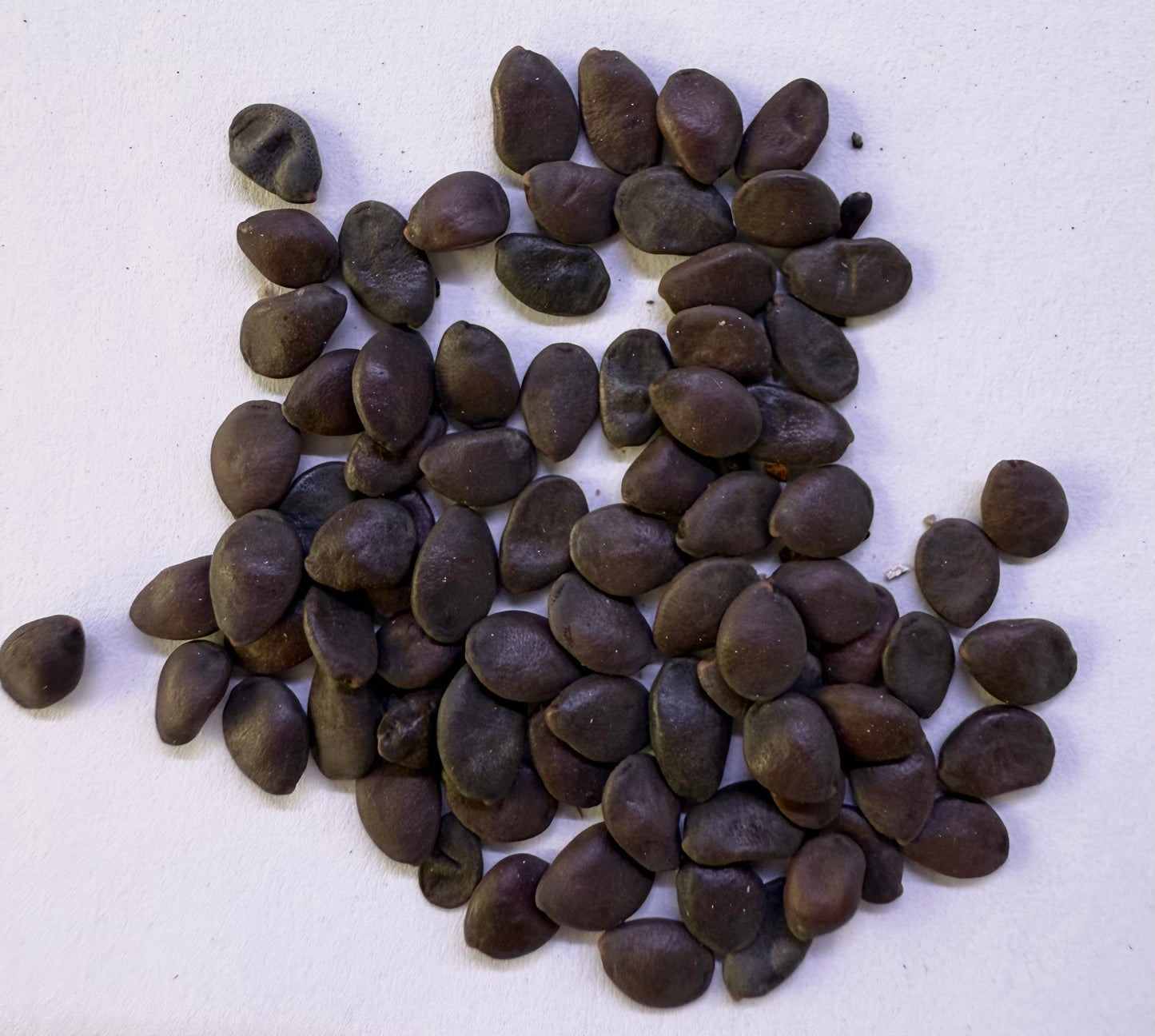 Cercis occidentalis (Western Redbud) - 1,000 Seeds - Bulk