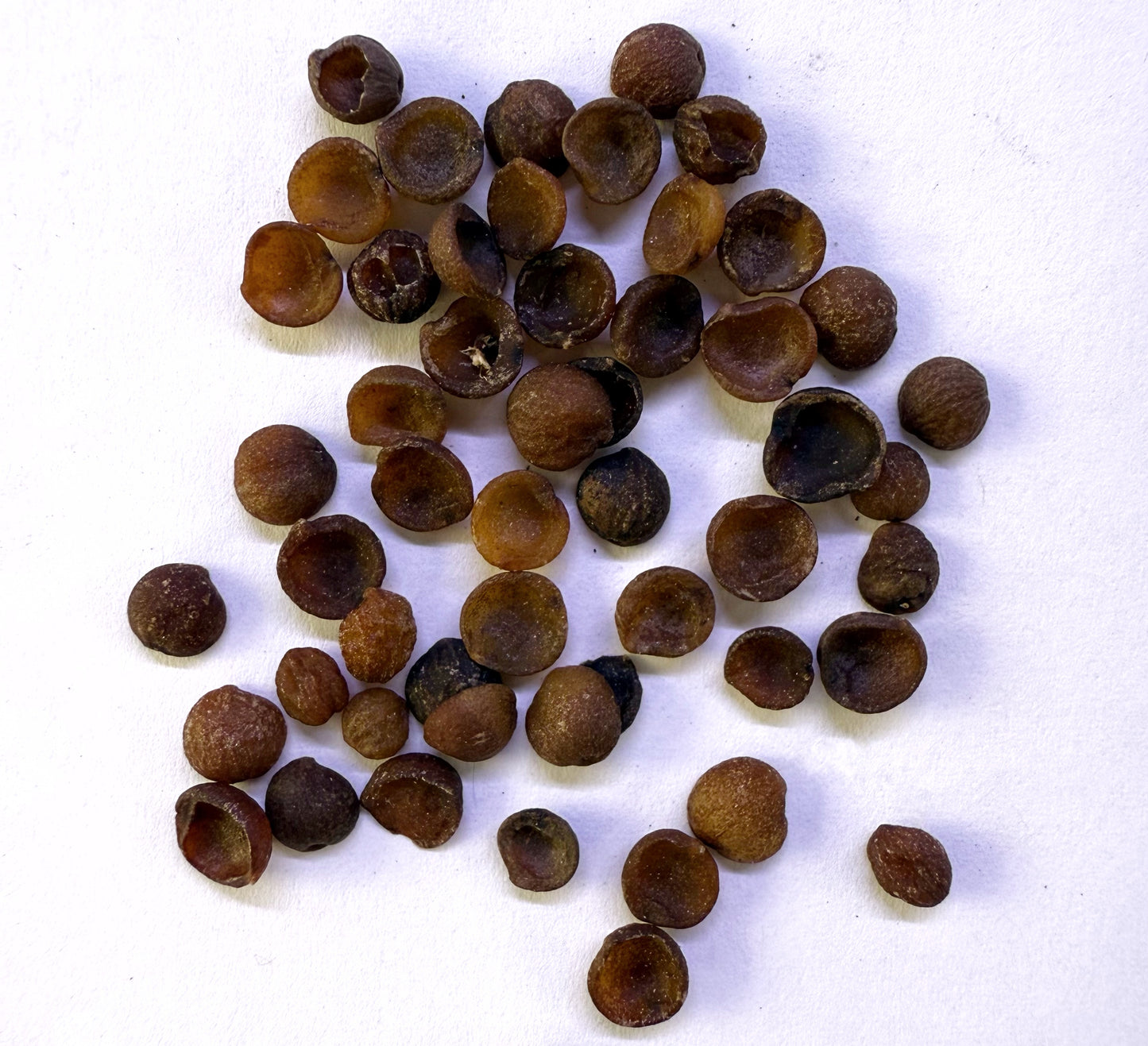 Nandina domestica (Heavenly Bamboo) - 1,000 Seeds -  Bulk