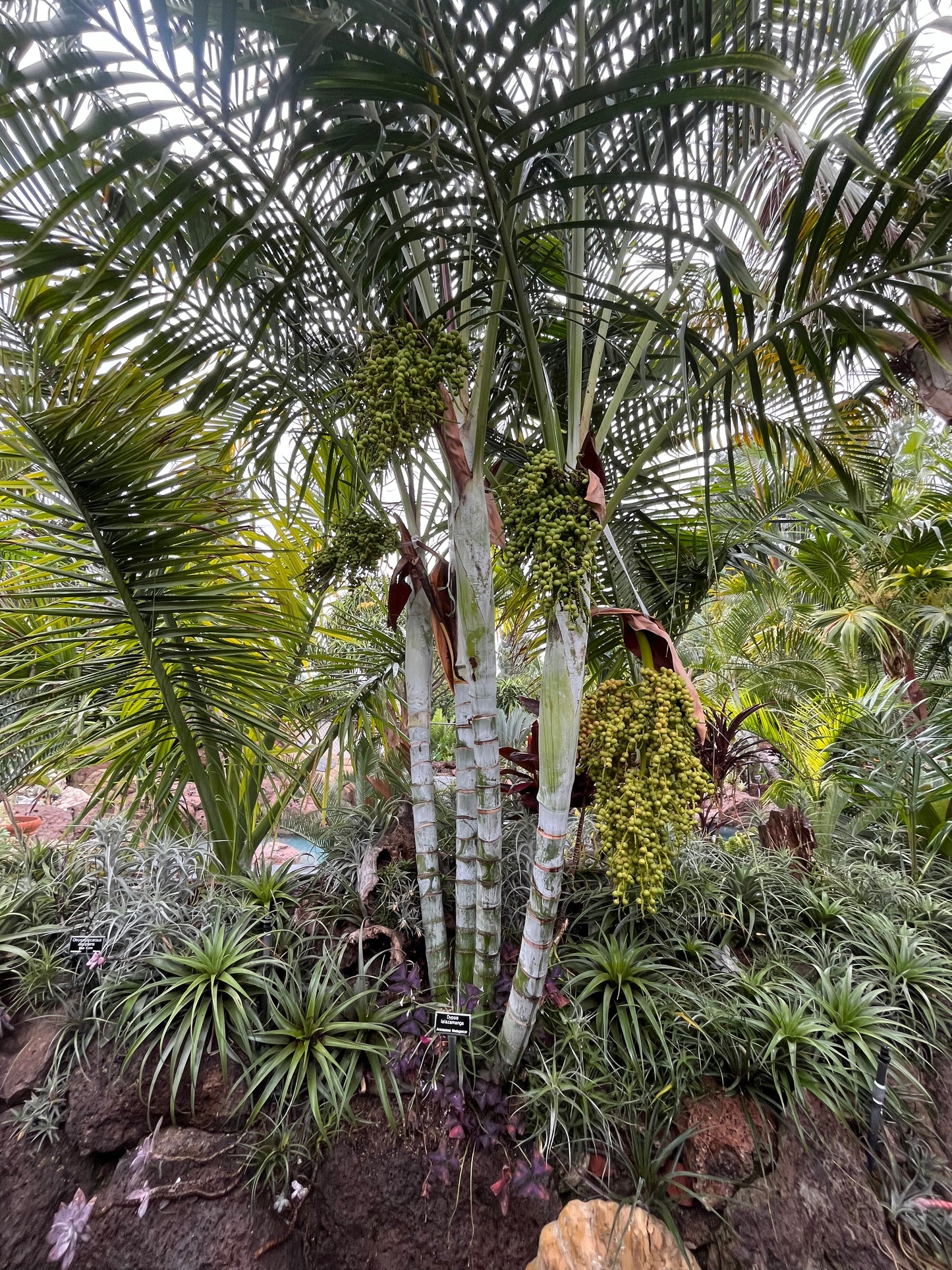 Dypsis lafazamanga (Lafazamanga Palm) - 100 Seeds