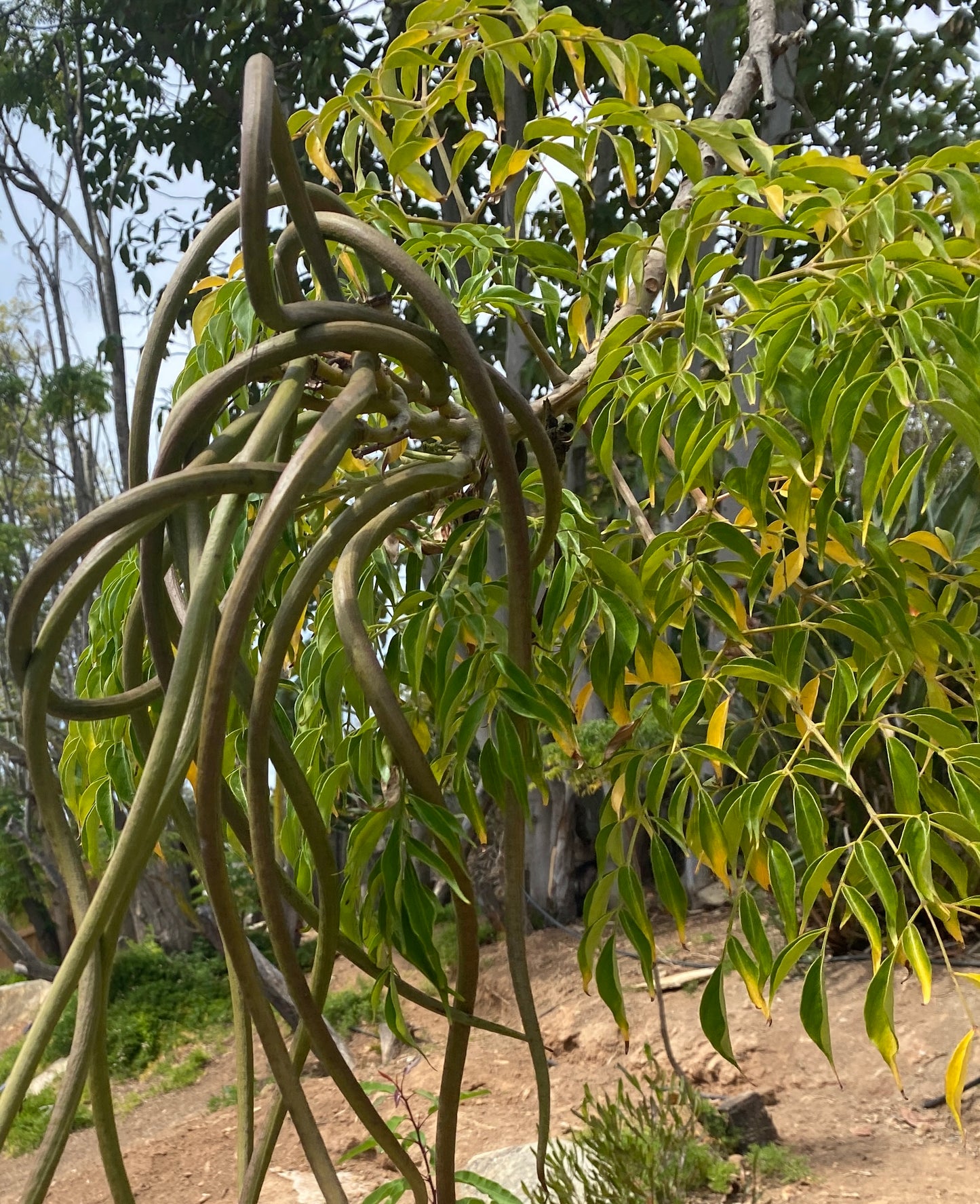 Radermachera sinica (China Doll Tree) - 1,000 Seeds - Bulk