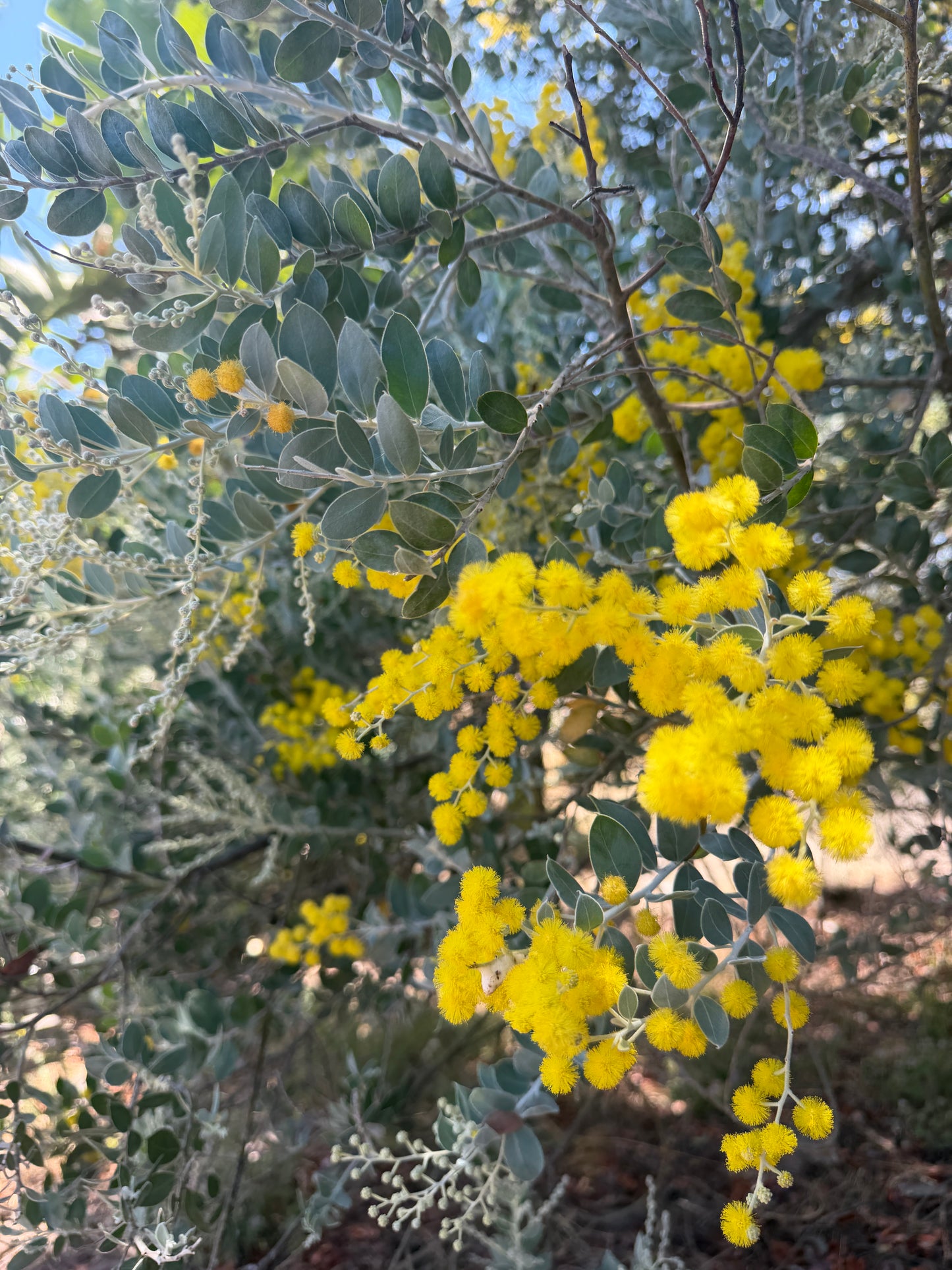 Acacia podalyriifolia (Pearl Acacia) - 1,000 Seeds - Bulk