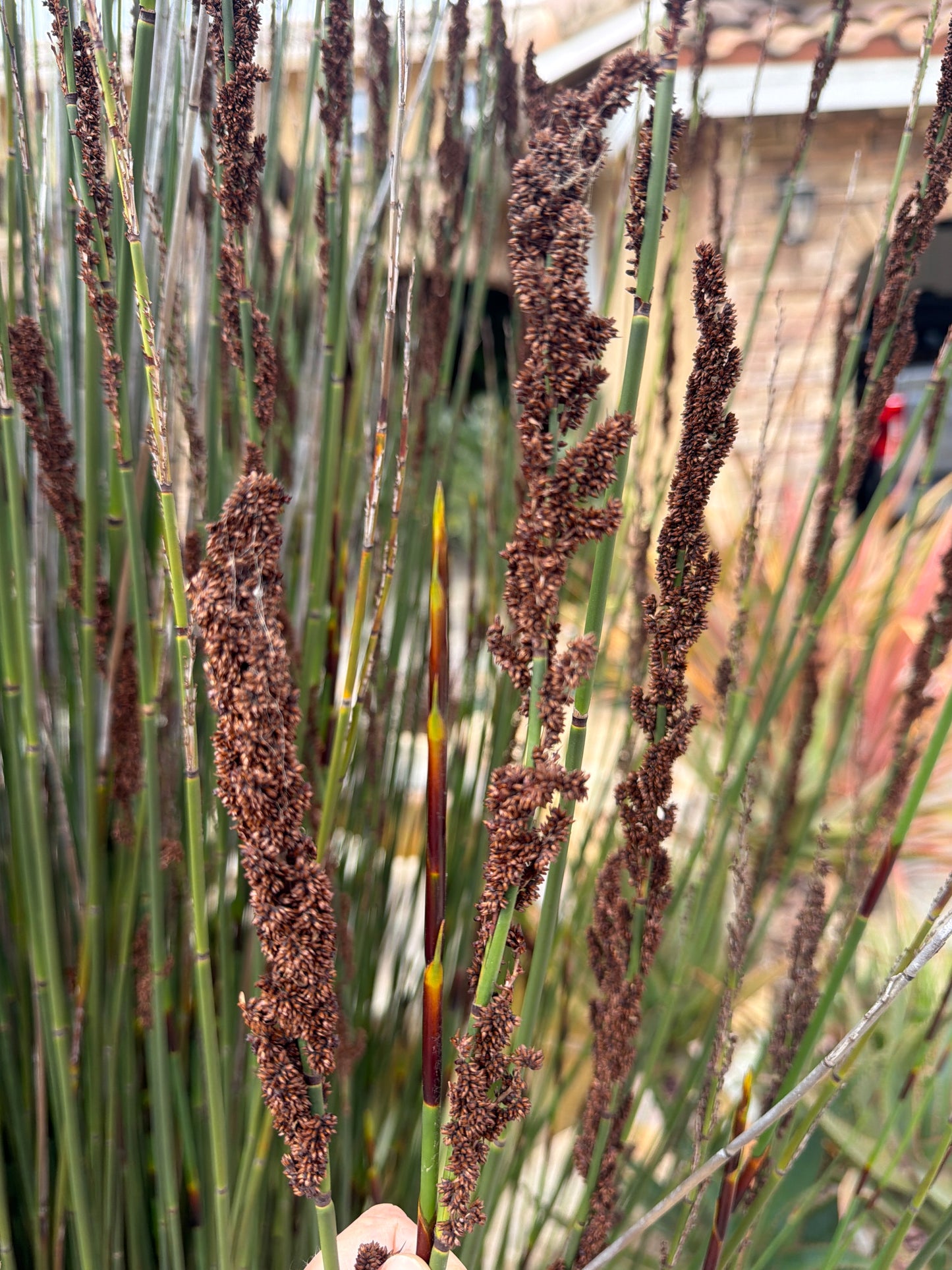 Chondropetalum tectorum (Elegia tectorum, Cape Rush) - 1000 Seeds - Bulk