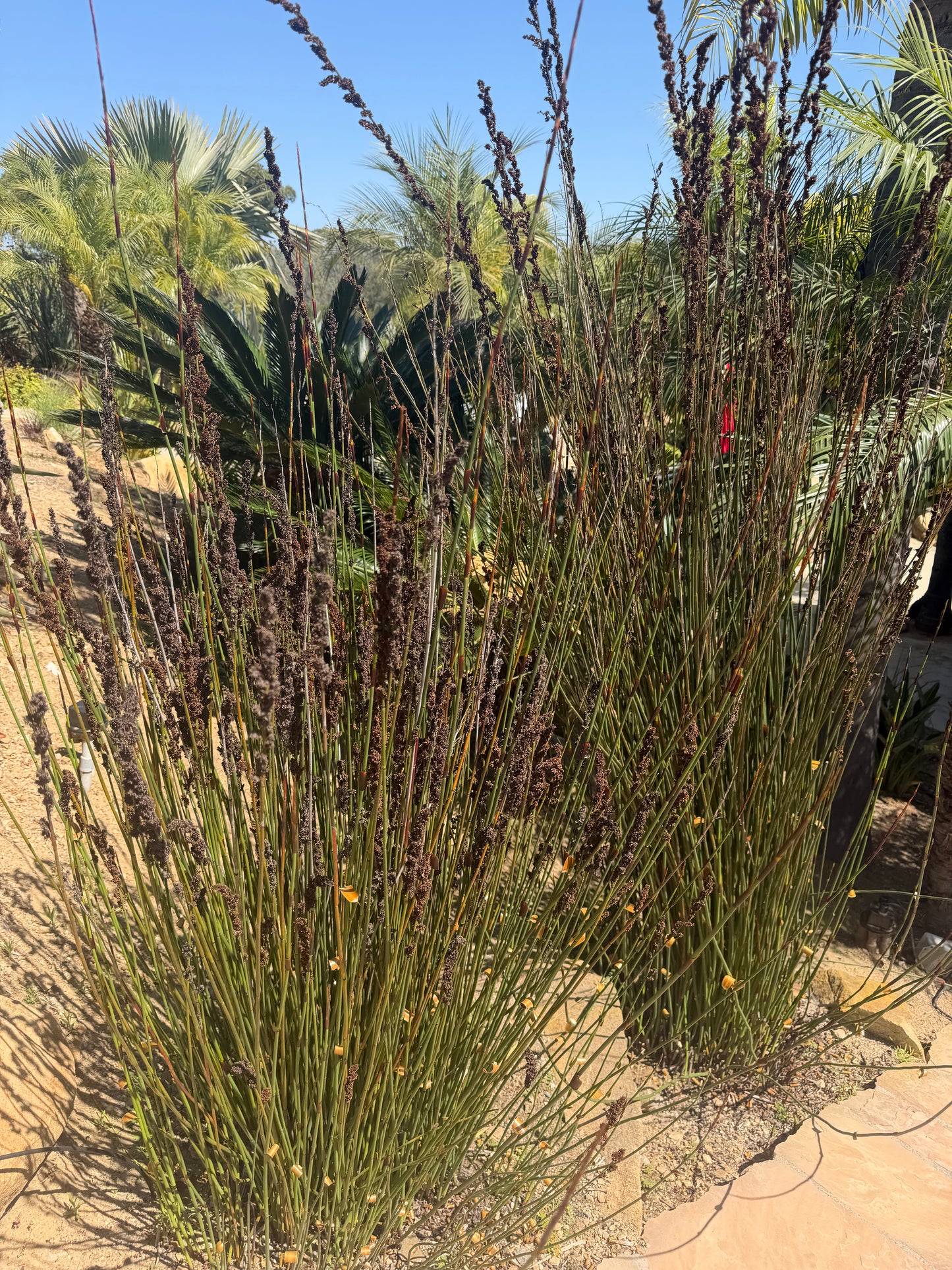 Chondropetalum tectorum (Elegia tectorum, Cape Rush) - 1000 Seeds - Bulk