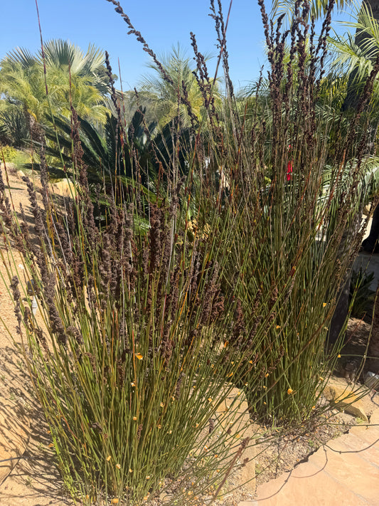 Chondropetalum tectorum (Elegia tectorum, Cape Rush) - 1000 Seeds - Bulk