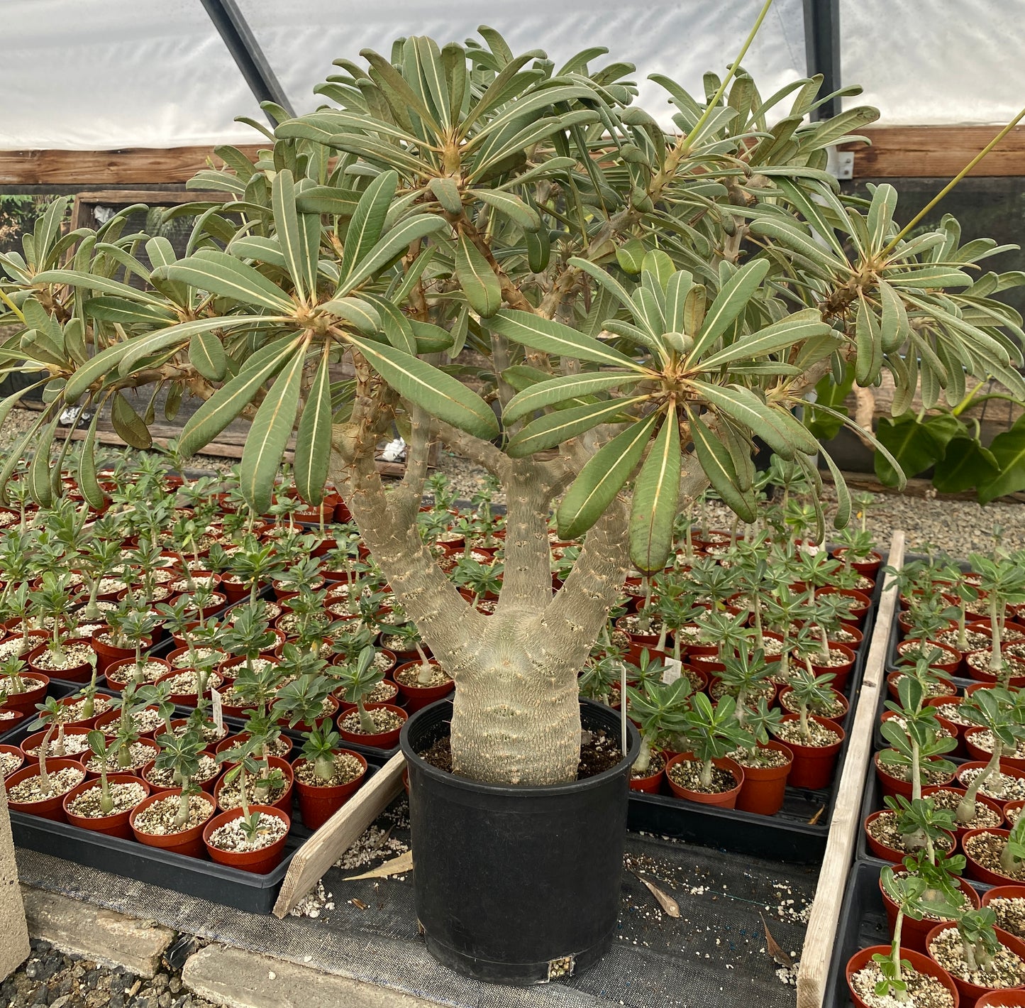 Pachypodium cactipes - 25 Seeds