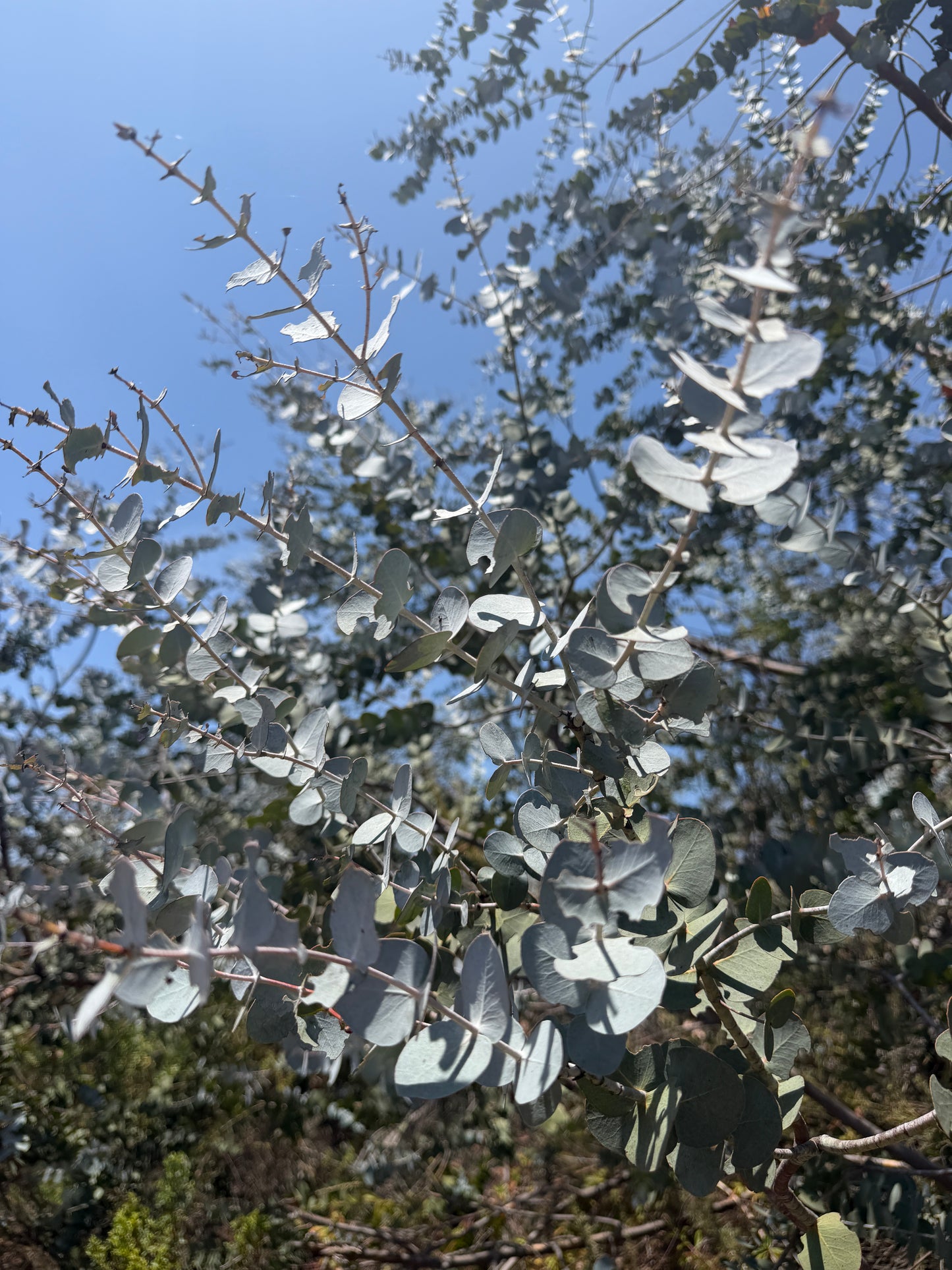 Eucalyptus pulverulenta (True Blue, Silver Mountain Gum) - 1,000 Seeds -  Bulk