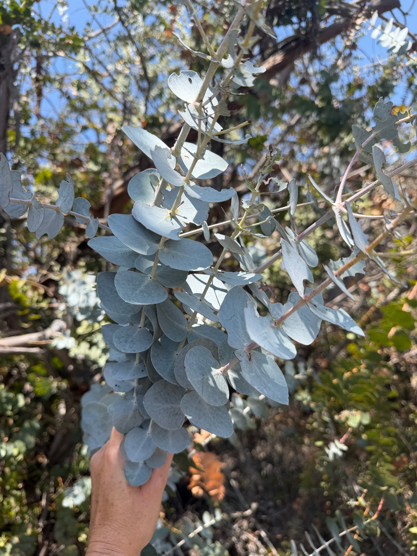 Eucalyptus pulverulenta (True Blue, Silver Mountain Gum) - 1,000 Seeds -  Bulk
