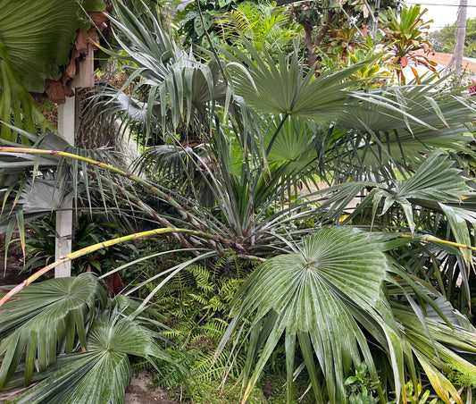 Brahea moorei (Moore’s Palm)  Seeds - Bulk