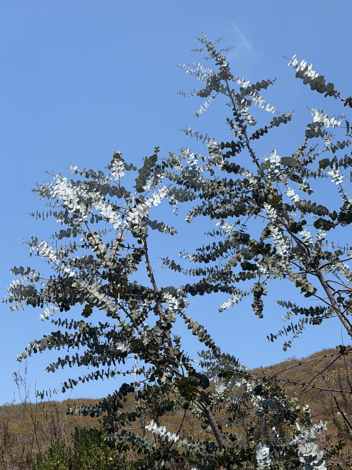 Eucalyptus pulverulenta (True Blue, Silver Mountain Gum) - 1,000 Seeds -  Bulk