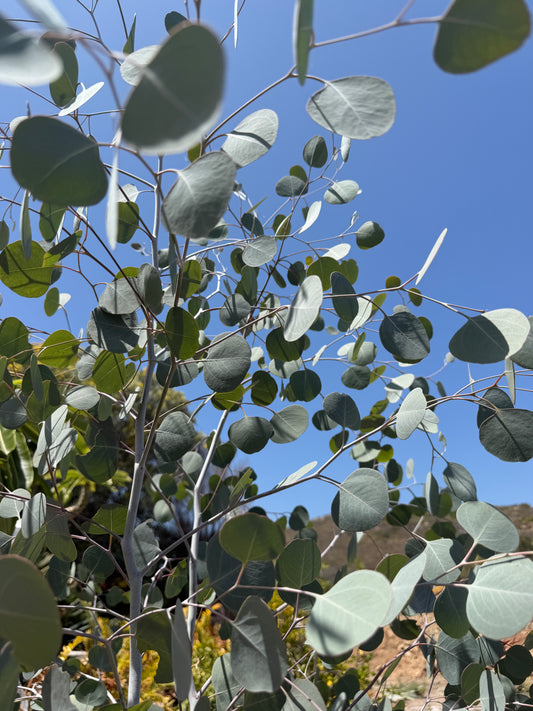 Eucalyptus polyanthemos (Silver Dollar Gum) - 1,000 Seeds - Bulk
