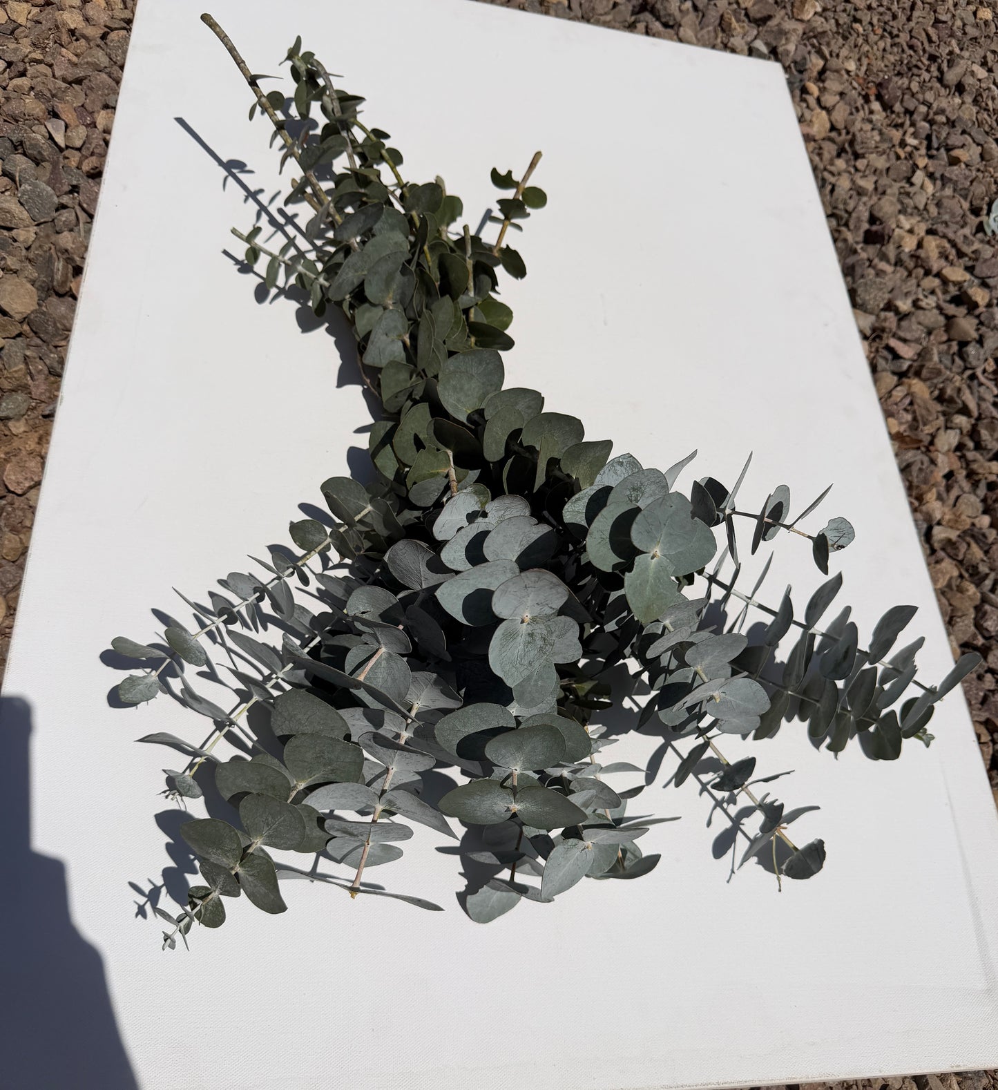 Eucalyptus pulverulenta (True Blue, Silver Mountain Gum) - 1,000 Seeds -  Bulk