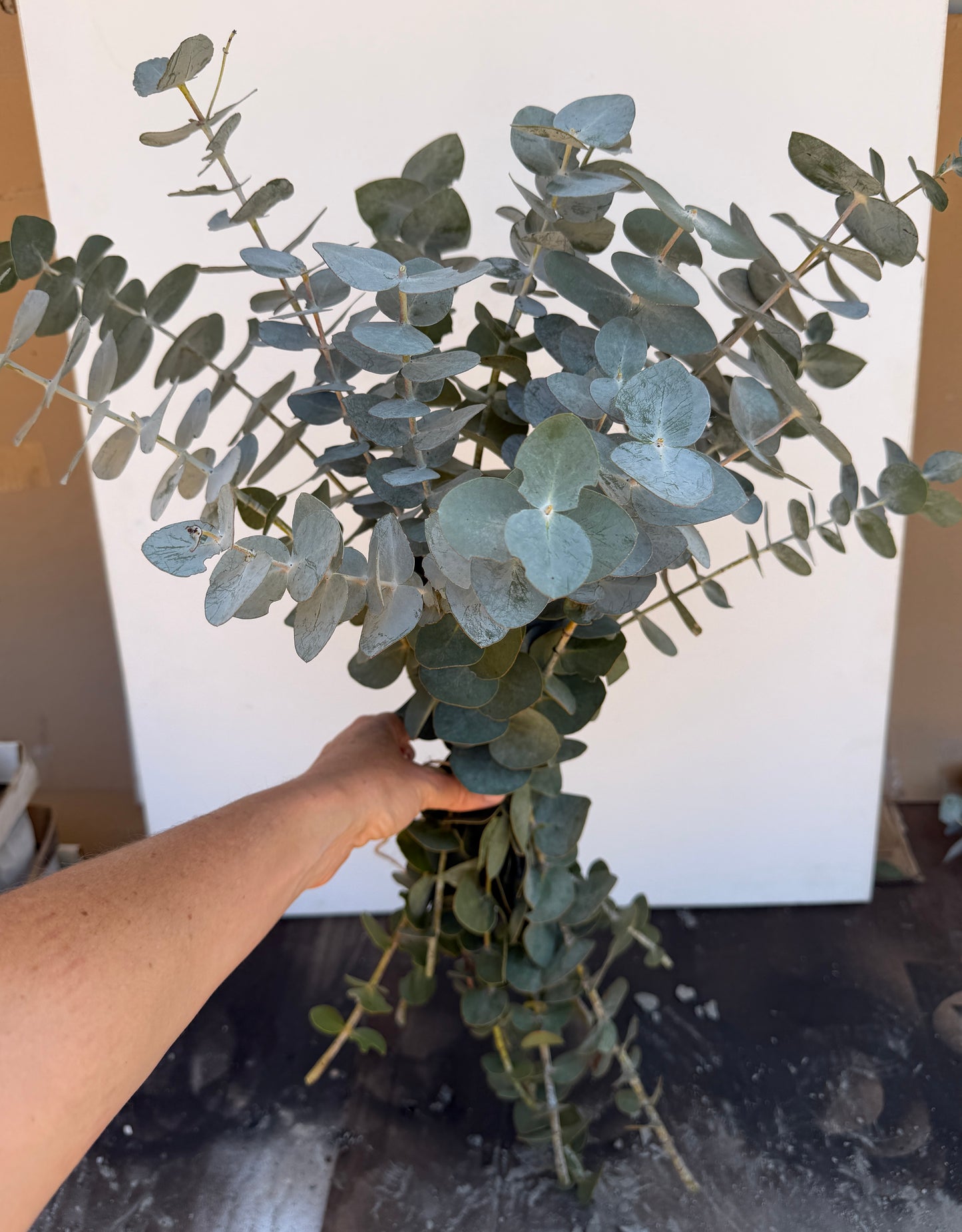 Eucalyptus pulverulenta (True Blue, Silver Mountain Gum) - 1,000 Seeds -  Bulk
