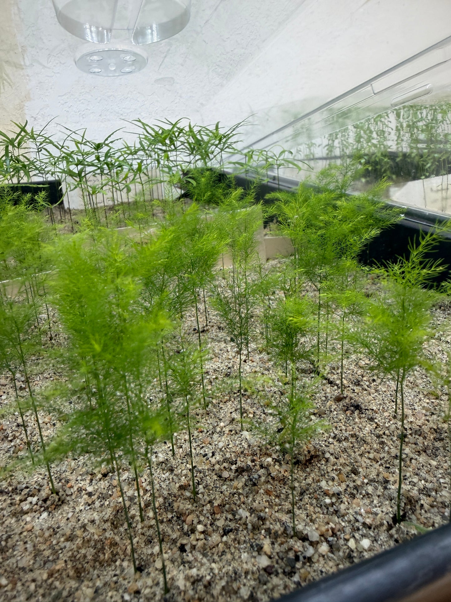 Asparagus pyramidalis (Pyramid Asparagus Fern) - 1000 Seeds - Bulk