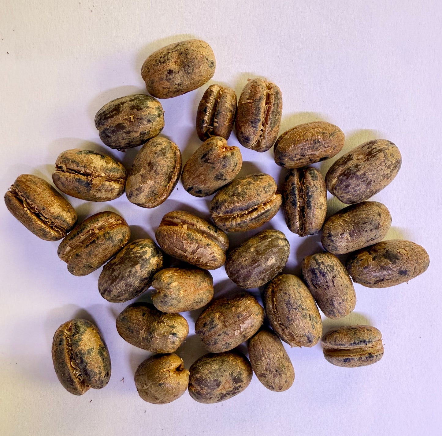 Phoenix canariensis (Canary Island Date Palm) - 1,000 Seeds -  Bulk