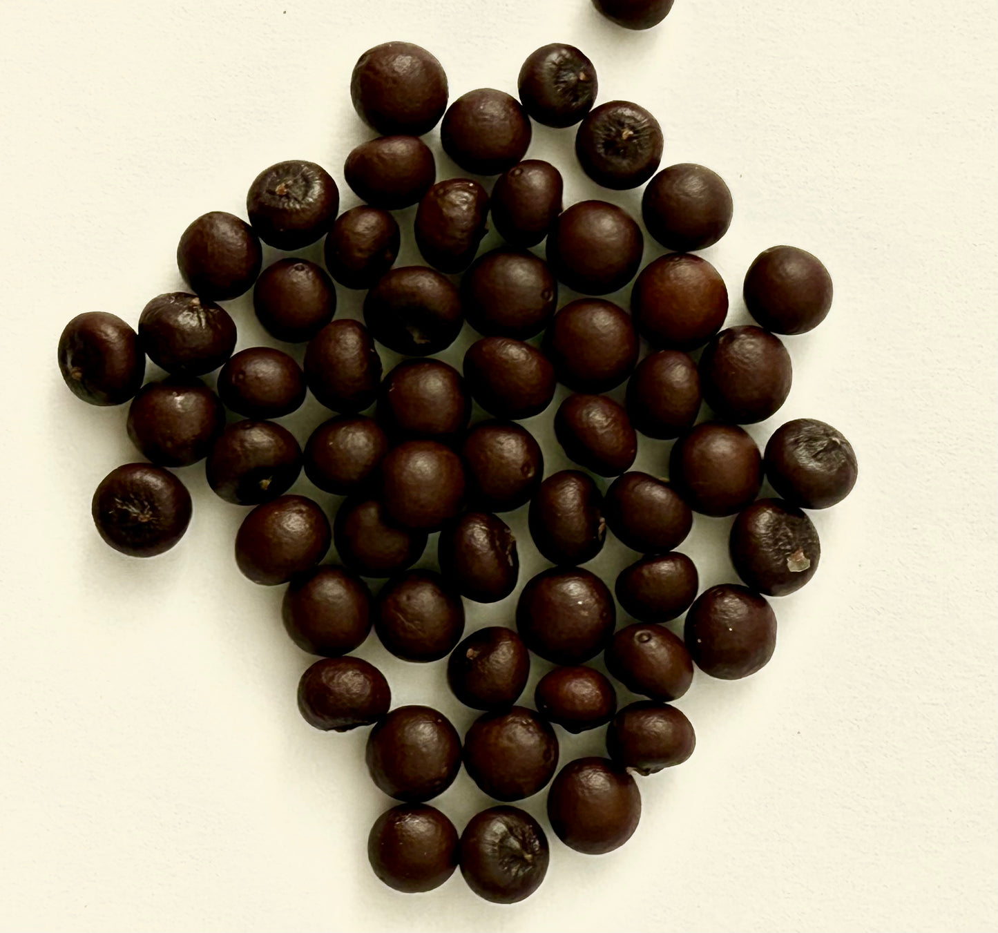 Sabal minor (Dwarf Palmetto) - 1,000 Seeds - Bulk