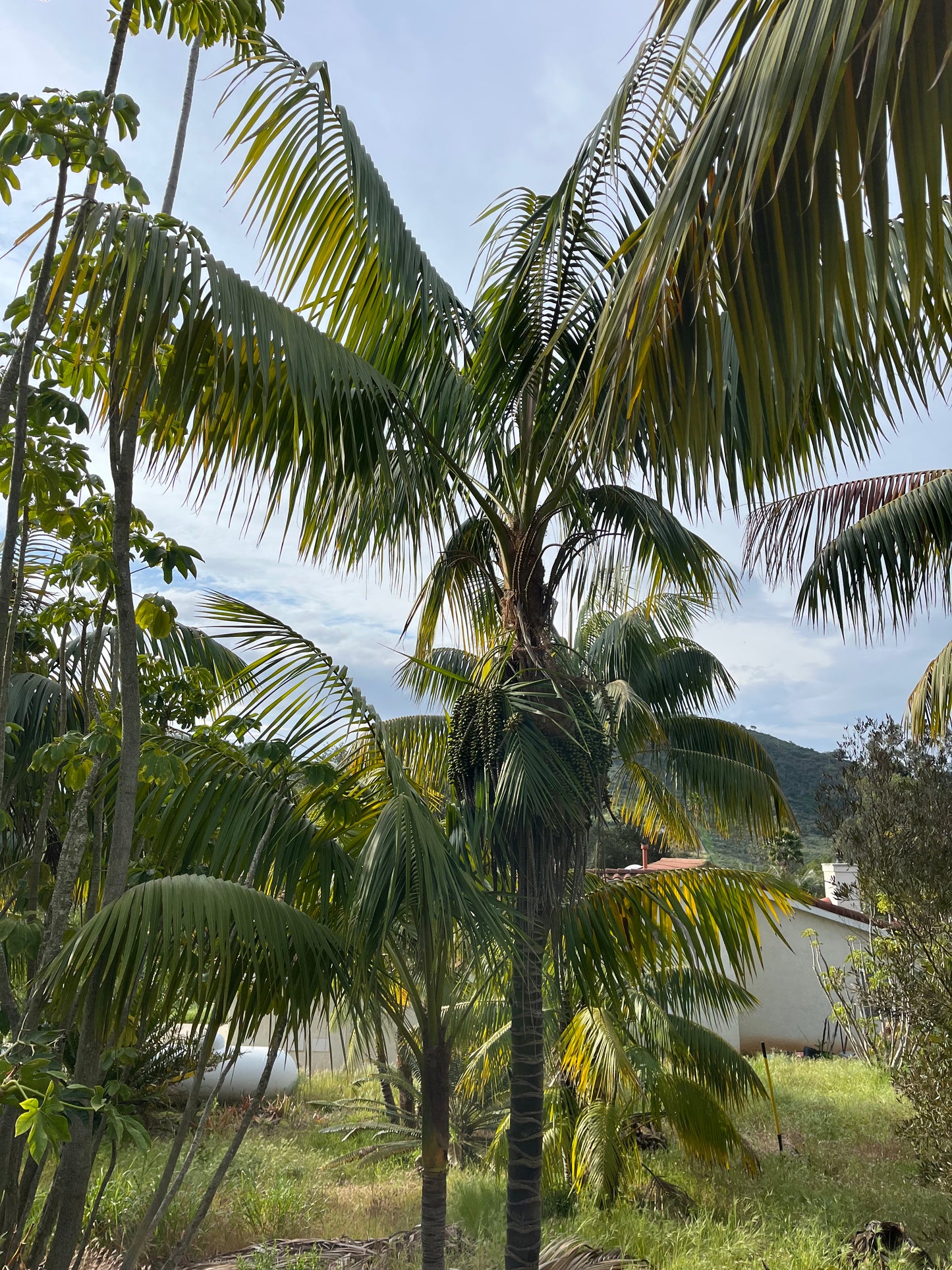 Howea forsteriana (Kentia Palm) - 1,000 Seeds - Wholesale Bulk