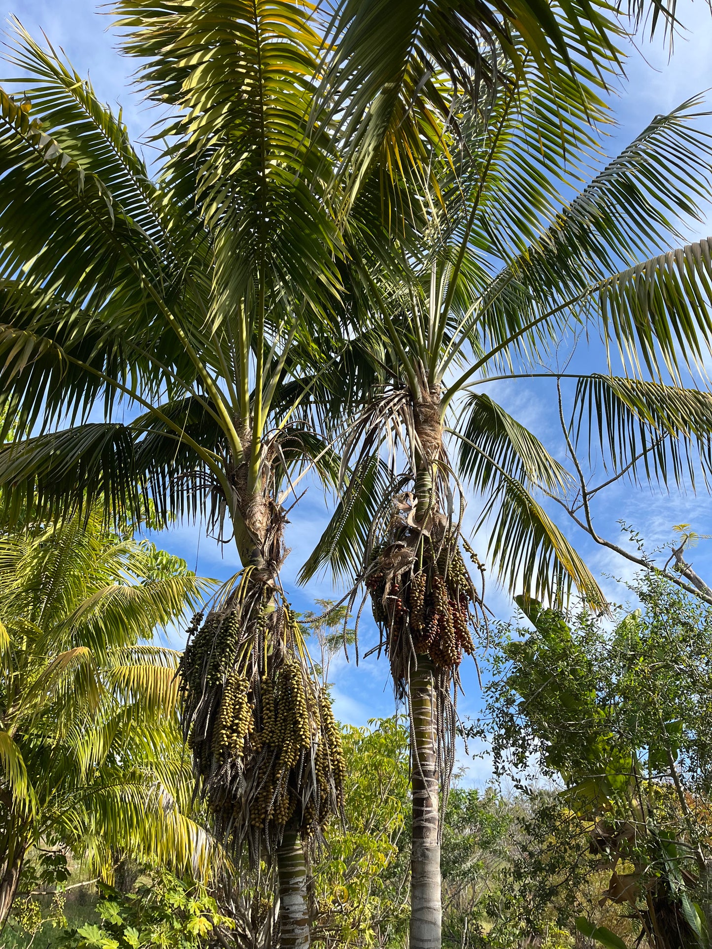 Howea forsteriana (Kentia Palm) - 1,000 Seeds - Wholesale Bulk