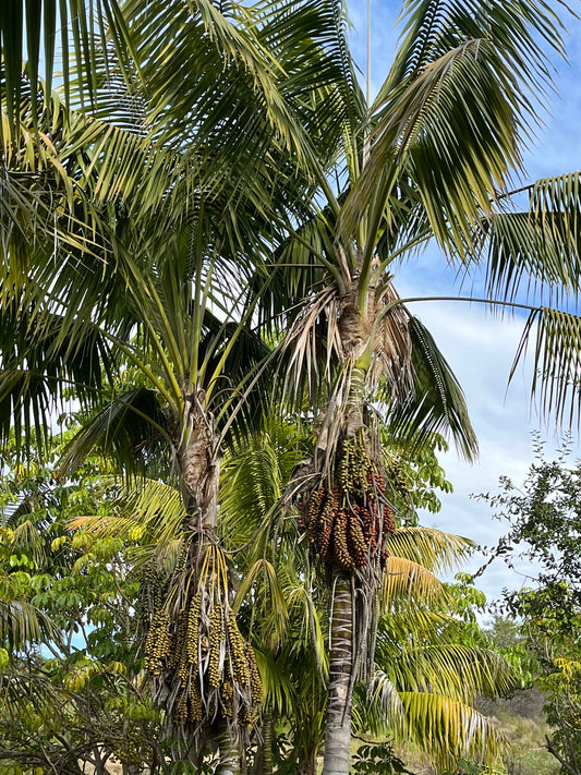 Howea forsteriana (Kentia Palm) - 1,000 Seeds - Wholesale Bulk