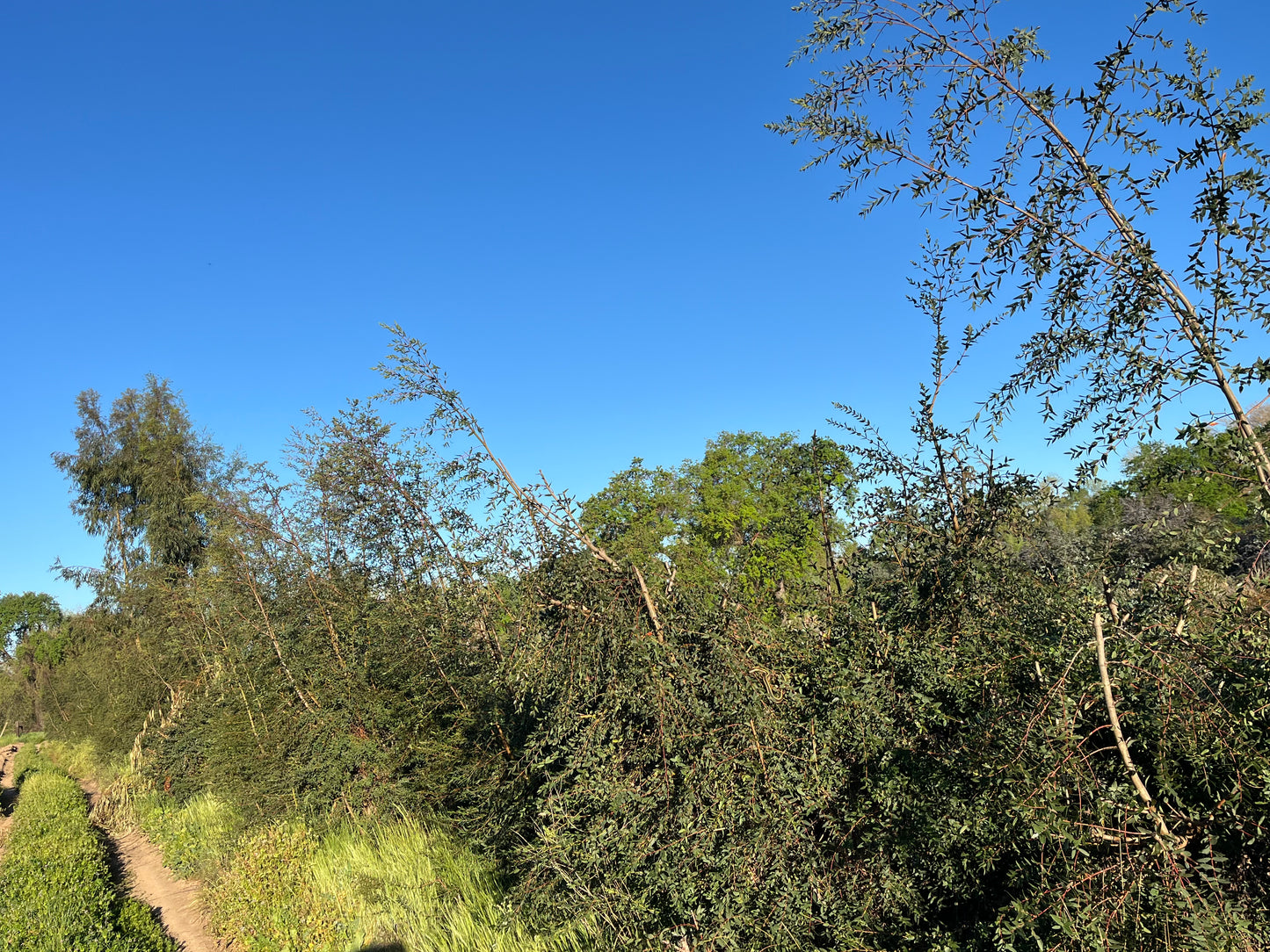 Eucalyptus parvifolia (Small-Leaf Gum) - 1,000 Seeds -  Bulk