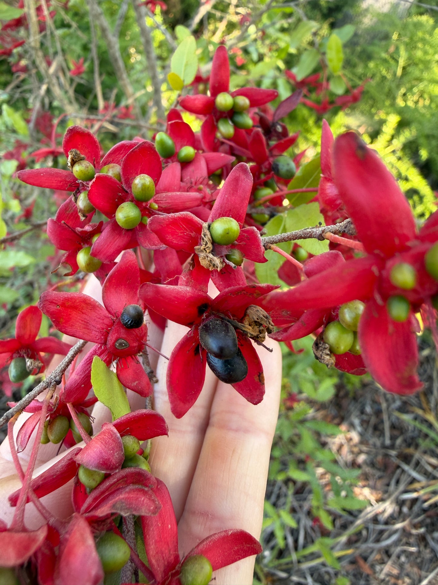 Ochna serrulata (Mickey Mouse Plant) - 100 Seeds - Bulk