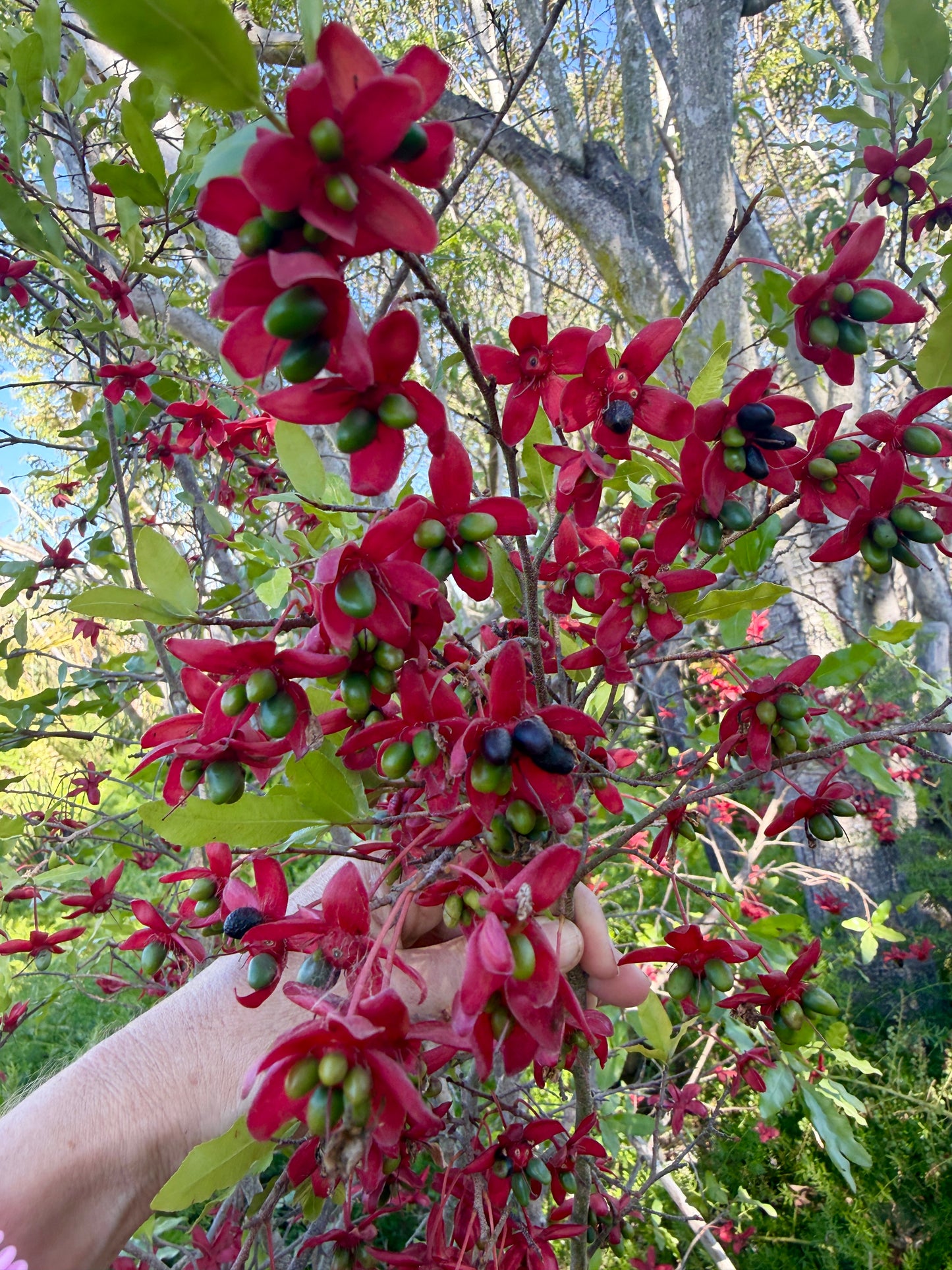 Ochna serrulata (Mickey Mouse Plant) - 100 Seeds - Bulk
