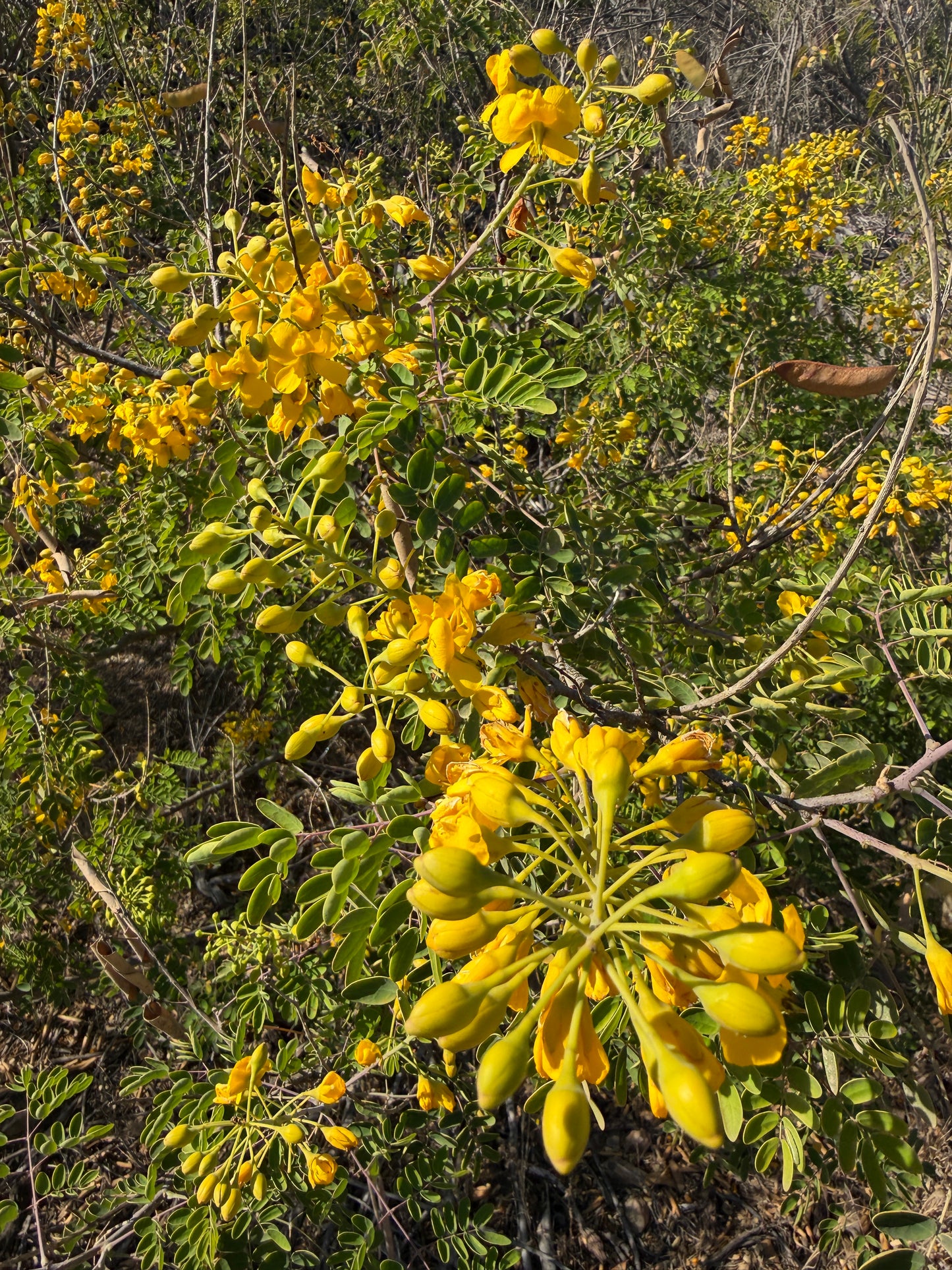 Caesalpinia pulcherrima Yellow  (Mexican Bird of Paradise) - 1000 Seeds - Bulk