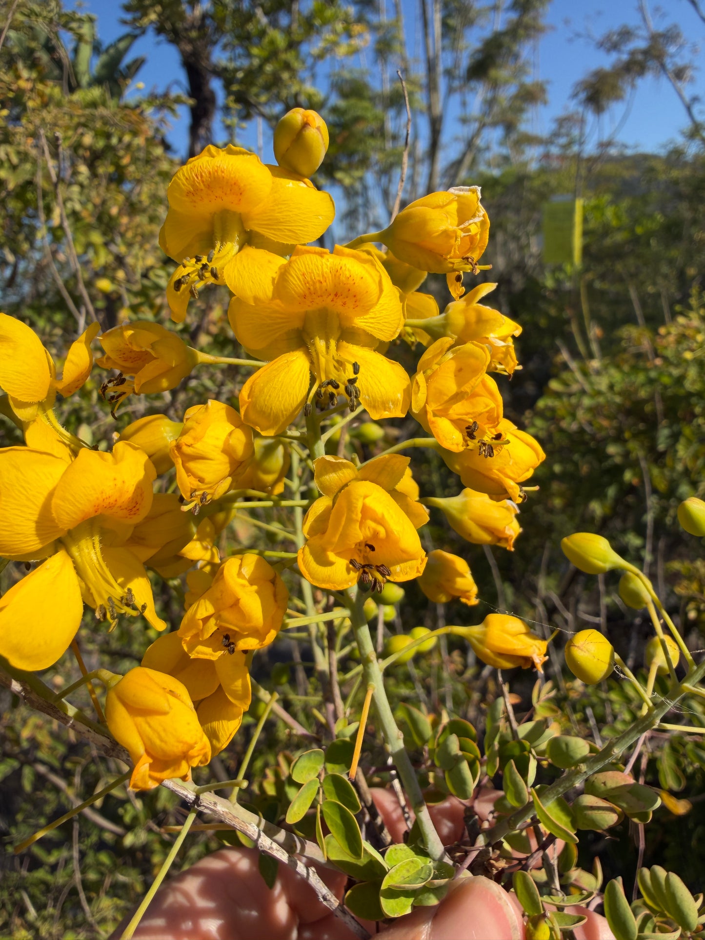 Caesalpinia pulcherrima Yellow  (Mexican Bird of Paradise) - 1000 Seeds - Bulk