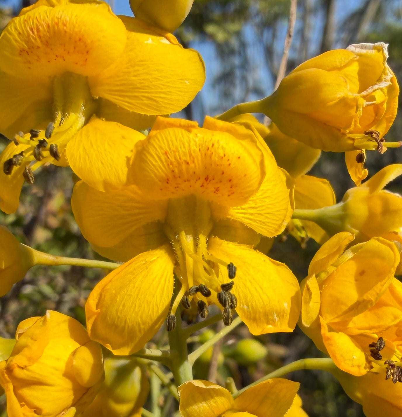 Caesalpinia pulcherrima Yellow  (Mexican Bird of Paradise) - 1000 Seeds - Bulk
