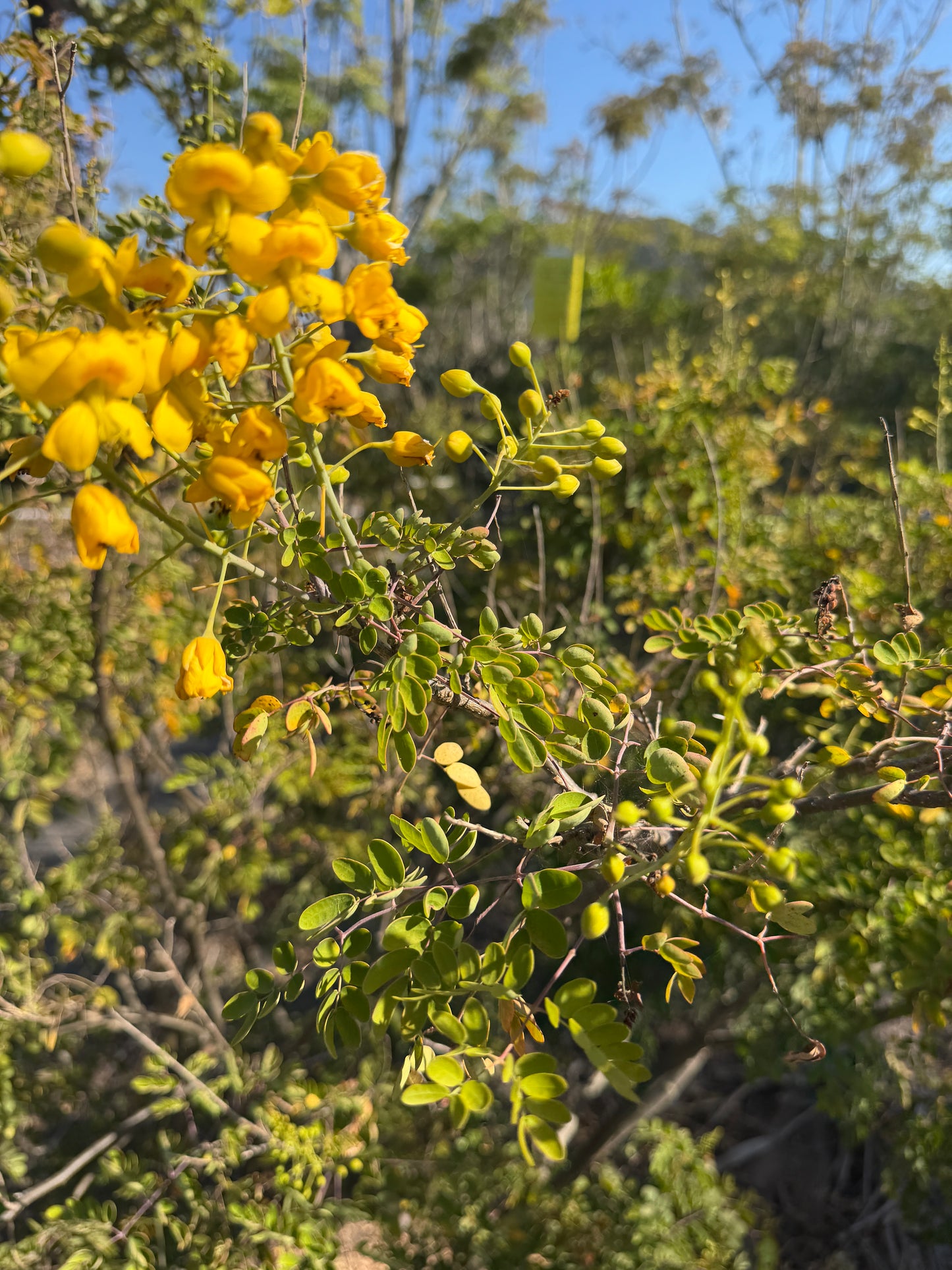 Caesalpinia pulcherrima Yellow  (Mexican Bird of Paradise) - 1000 Seeds - Bulk