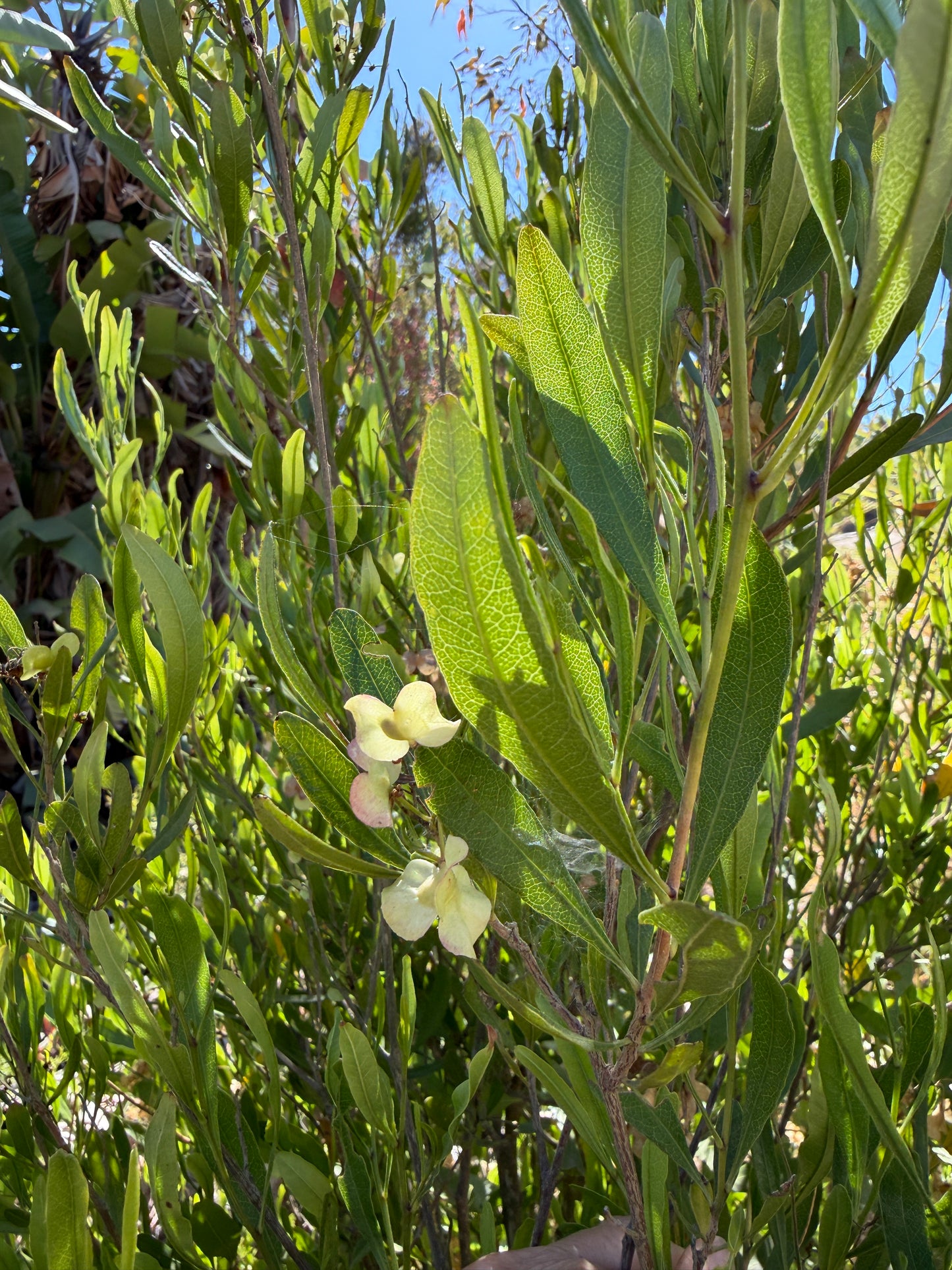 Dodonaea viscosa 'Green' (Green Hopseed Bush) - 1000 Seeds - Bulk