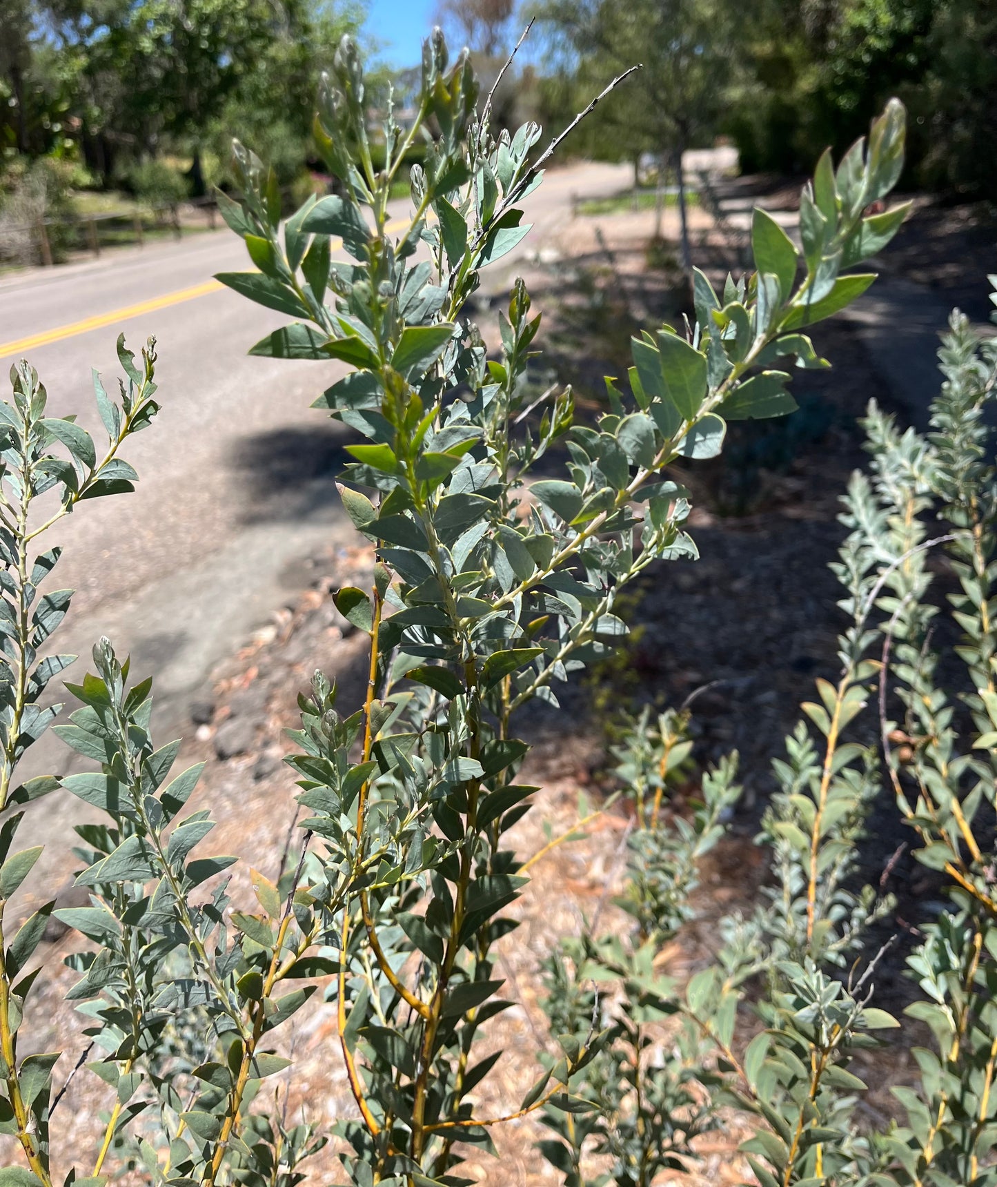 Acacia cultriformis (Knit-leaf Wattle, Valle Verde) - 1000 Seeds - Bulk