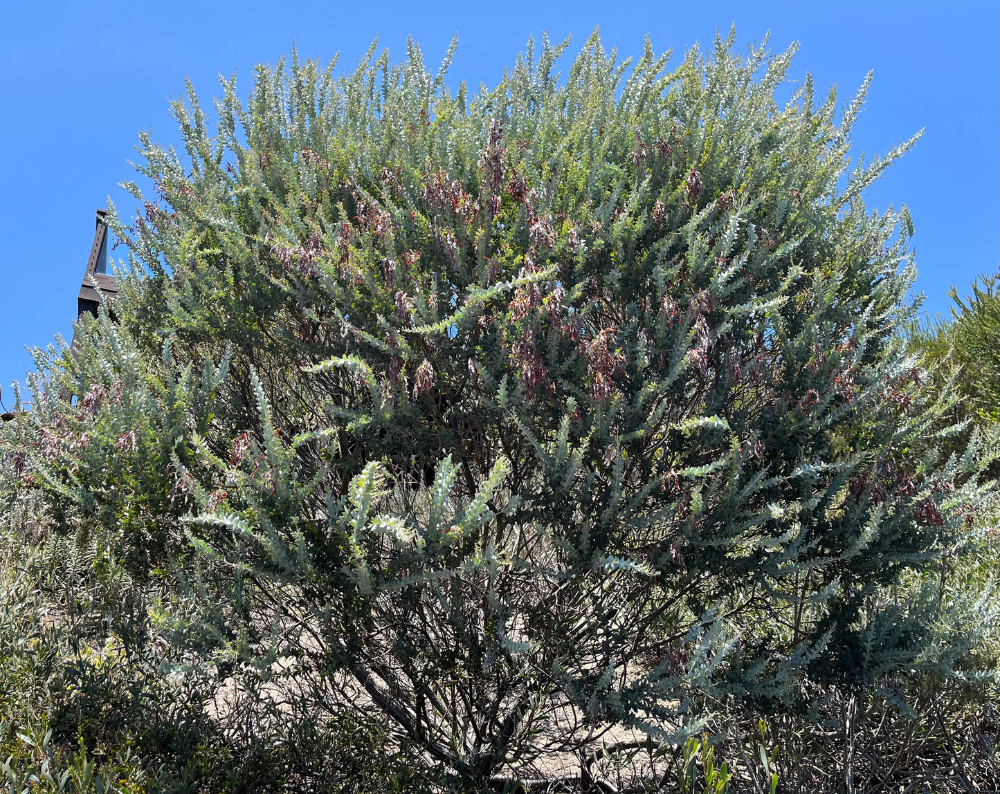 Acacia cultriformis (Knit-leaf Wattle, Valle Verde) - 1000 Seeds - Bulk