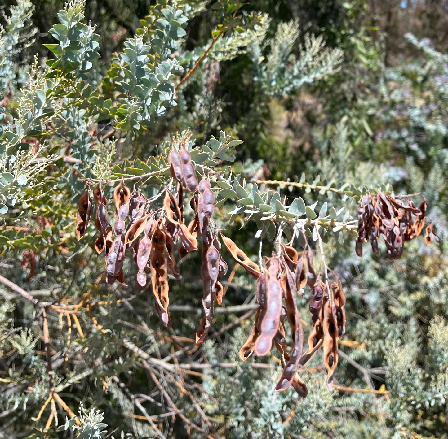 Acacia cultriformis (Knit-leaf Wattle, Valle Verde) - 1000 Seeds - Bulk