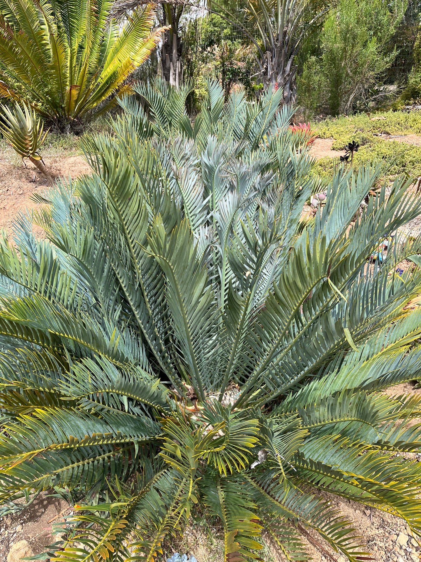 Encephalartos lehmannii (Blue Cycad) - 10 Seeds (2026 Harvest)