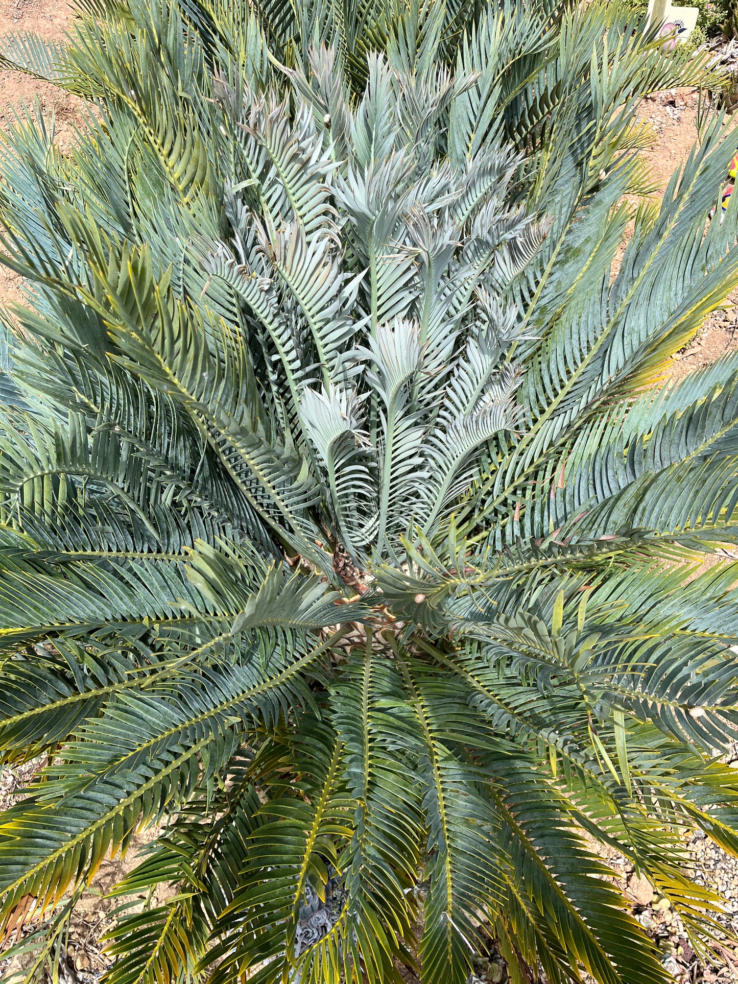 Encephalartos lehmannii (Blue Cycad) - 10 Seeds (2026 Harvest)