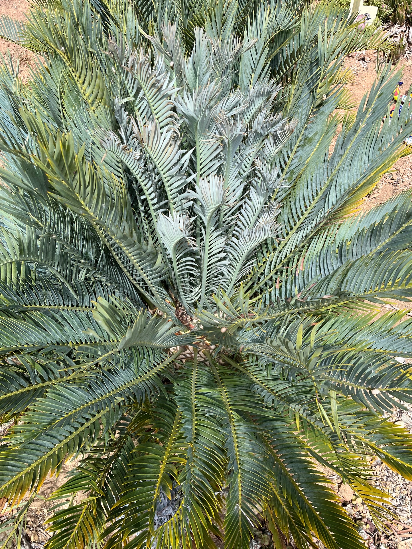 Encephalartos lehmannii (Blue Cycad) - 10 Seeds (2026 Harvest)