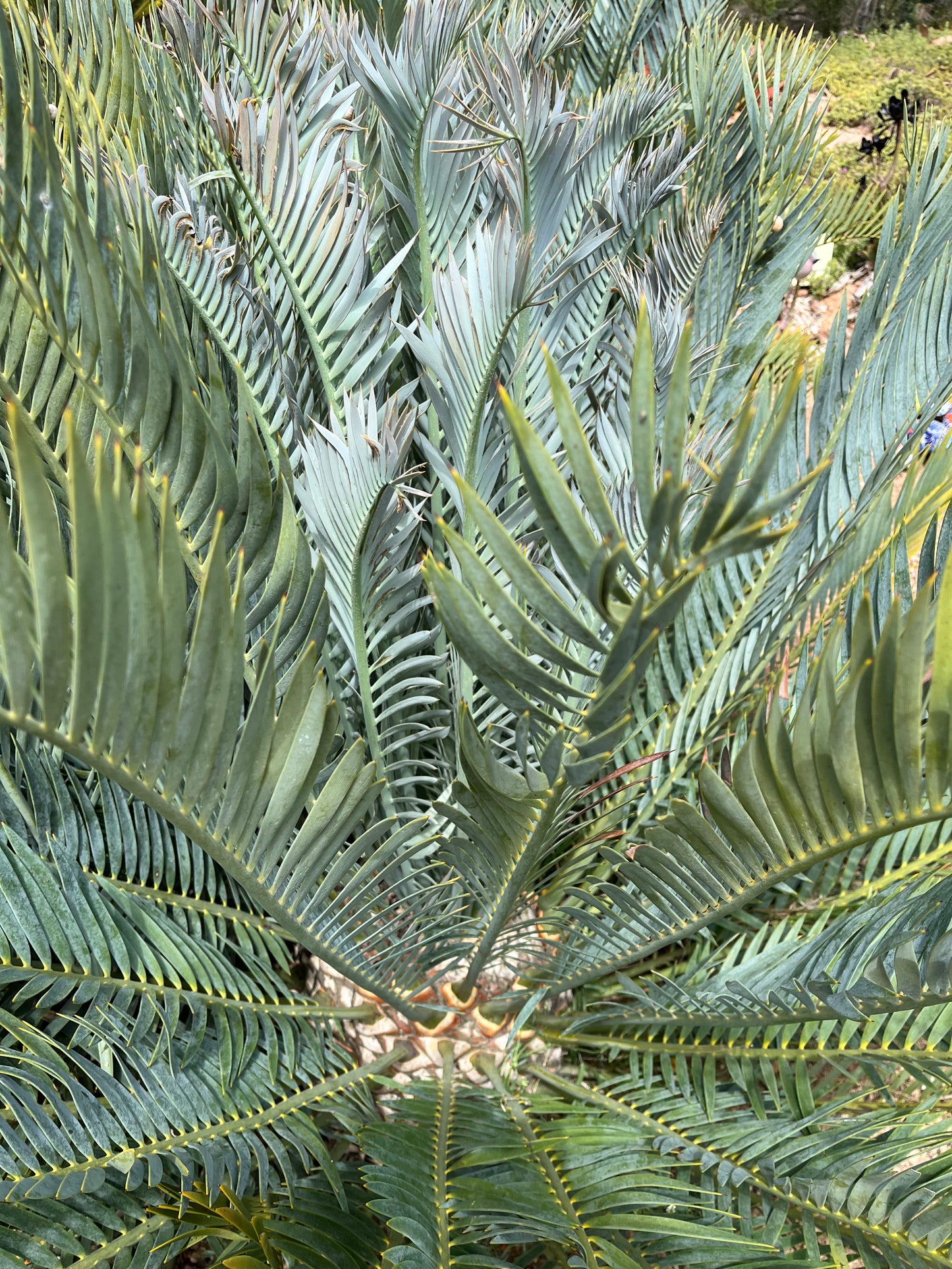 Encephalartos lehmannii (Blue Cycad) - 10 Seeds (2026 Harvest)