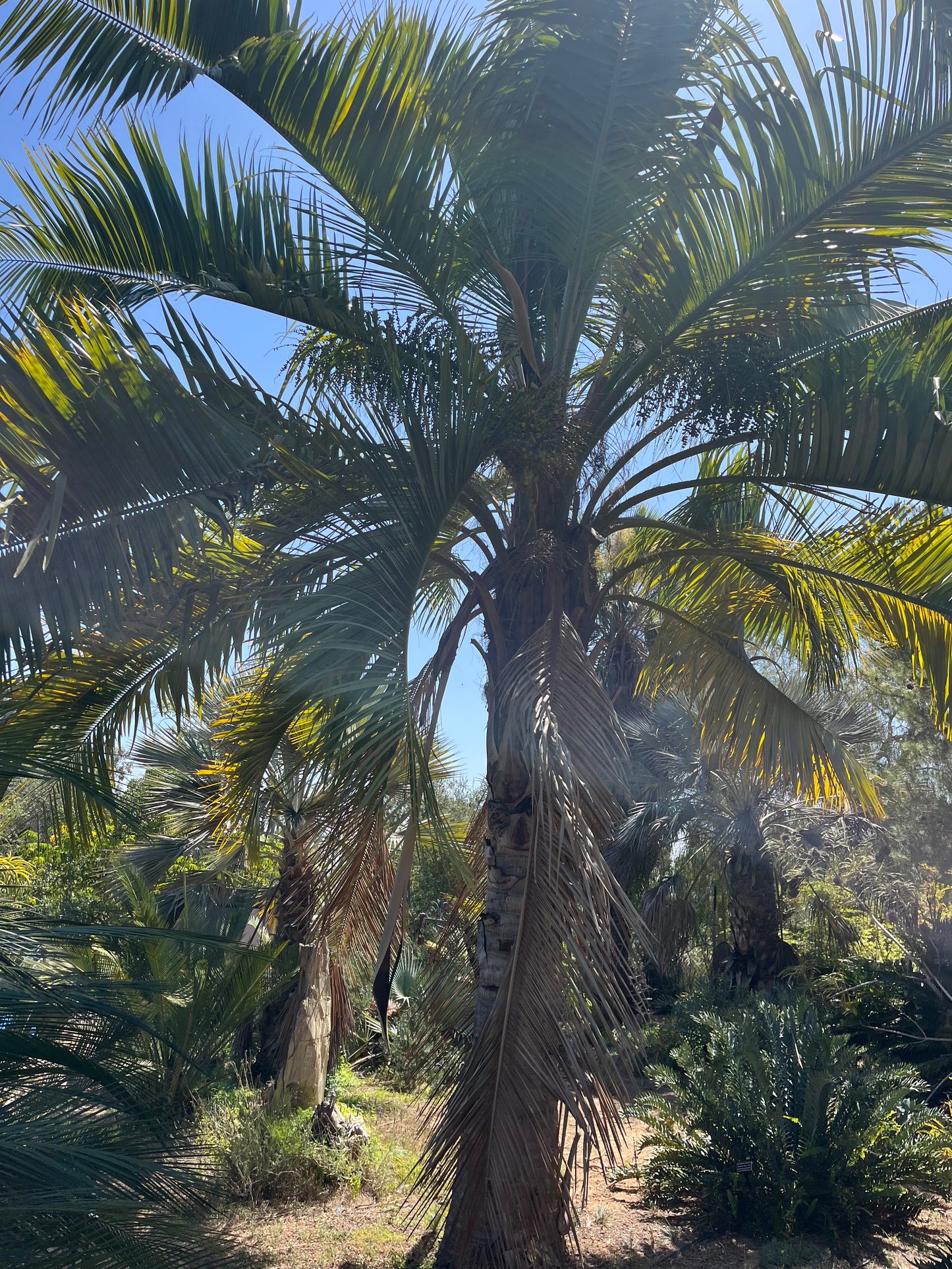 Butiagrus × Hybrid Palm - 50 Seeds