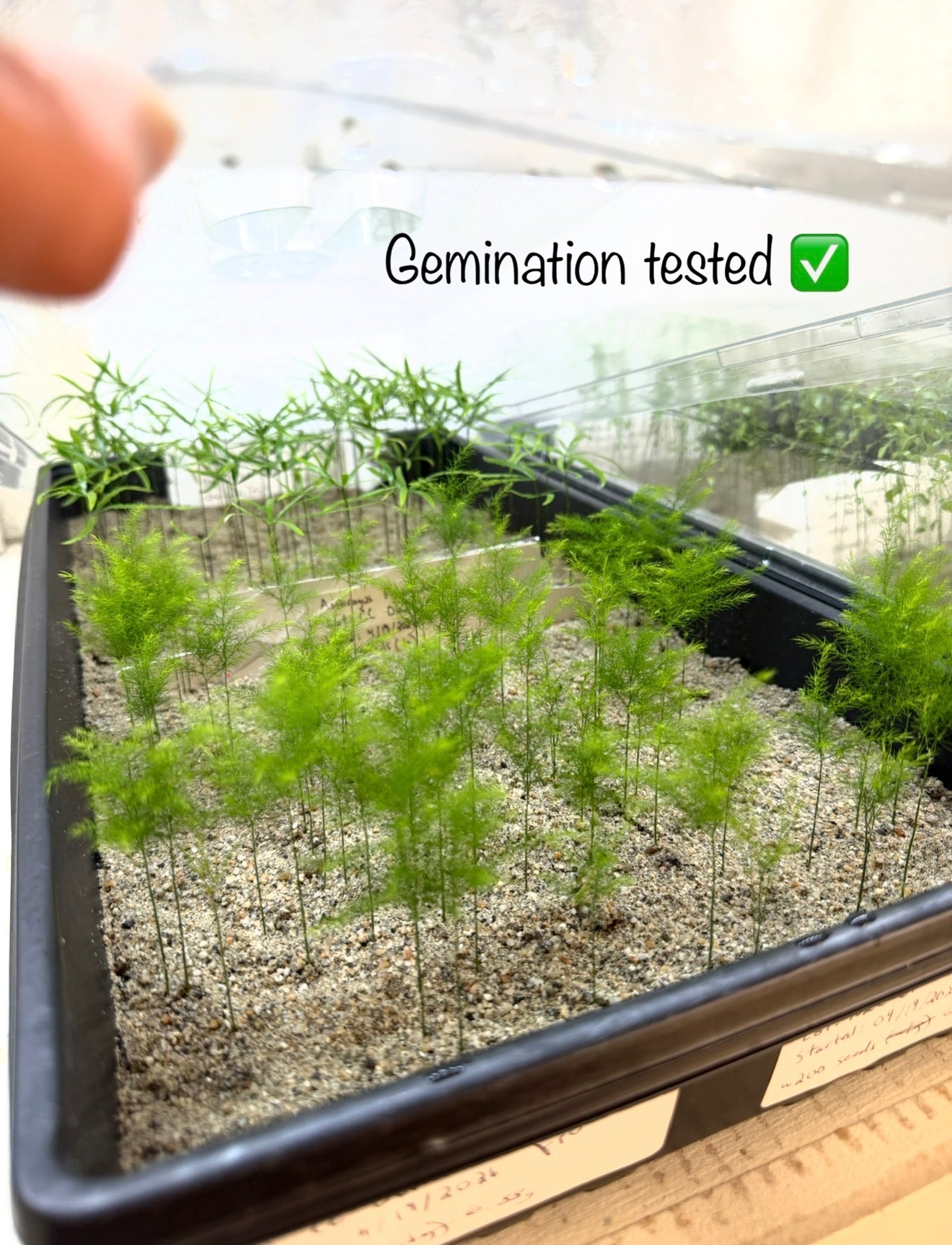 Asparagus pyramidalis (Pyramid Asparagus Fern) - 1000 Seeds - Bulk