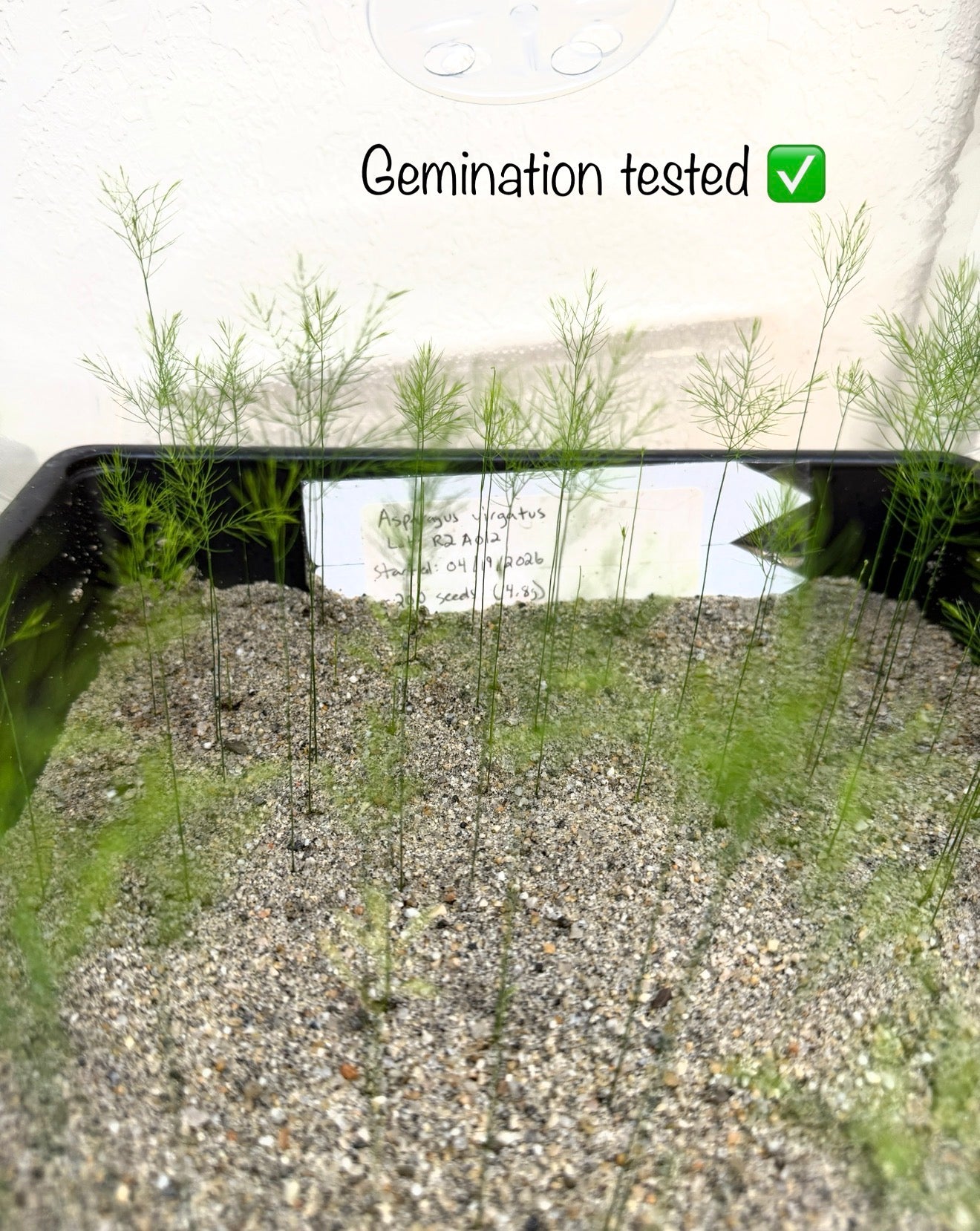 Asparagus virgatus (Tree Asparagus Fern) - 1000 Seeds - Bulk
