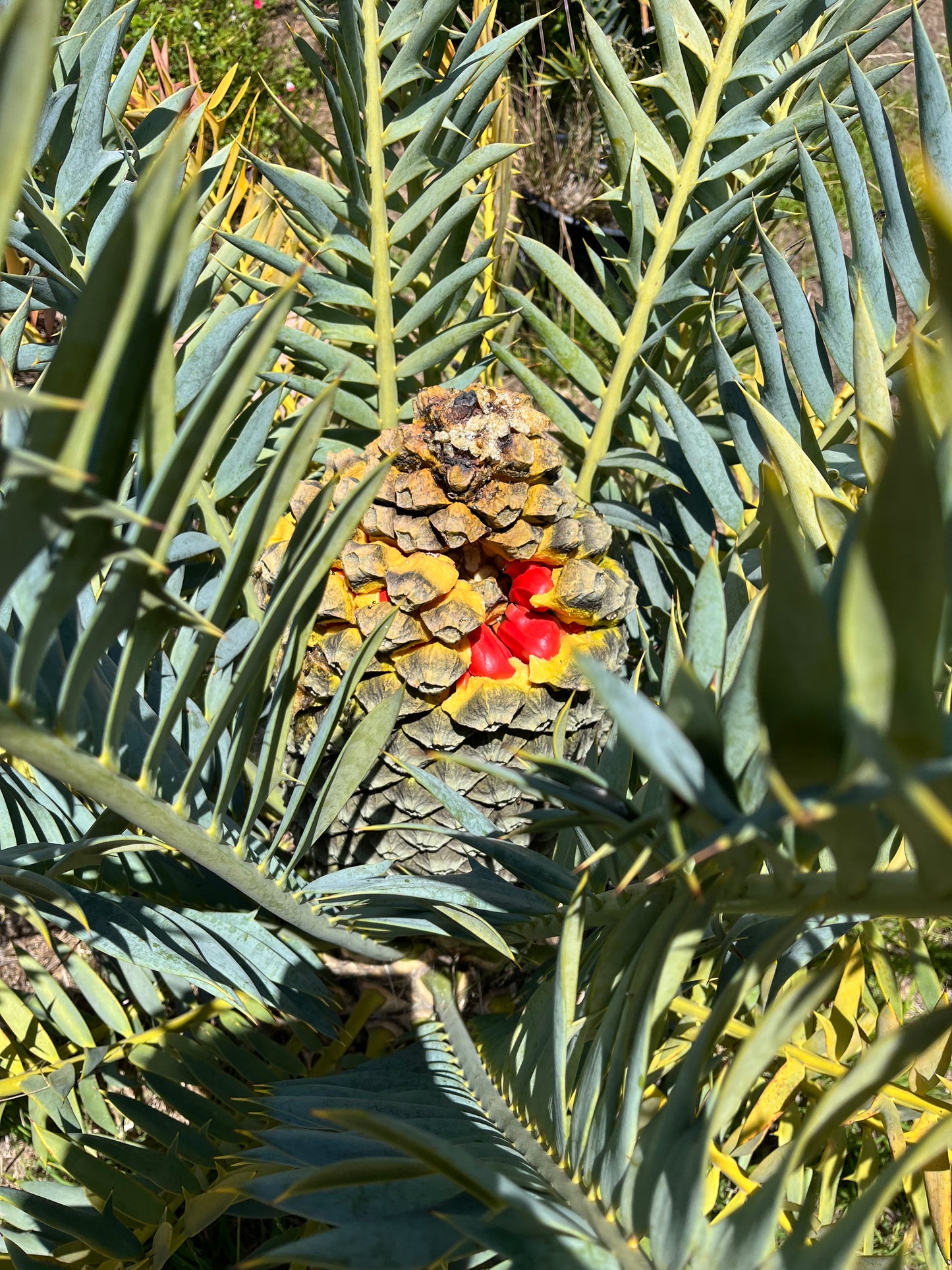 Encephalartos horridus (Eastern Cape Blue Cycad) - 10 Seeds - 2026 Harvest