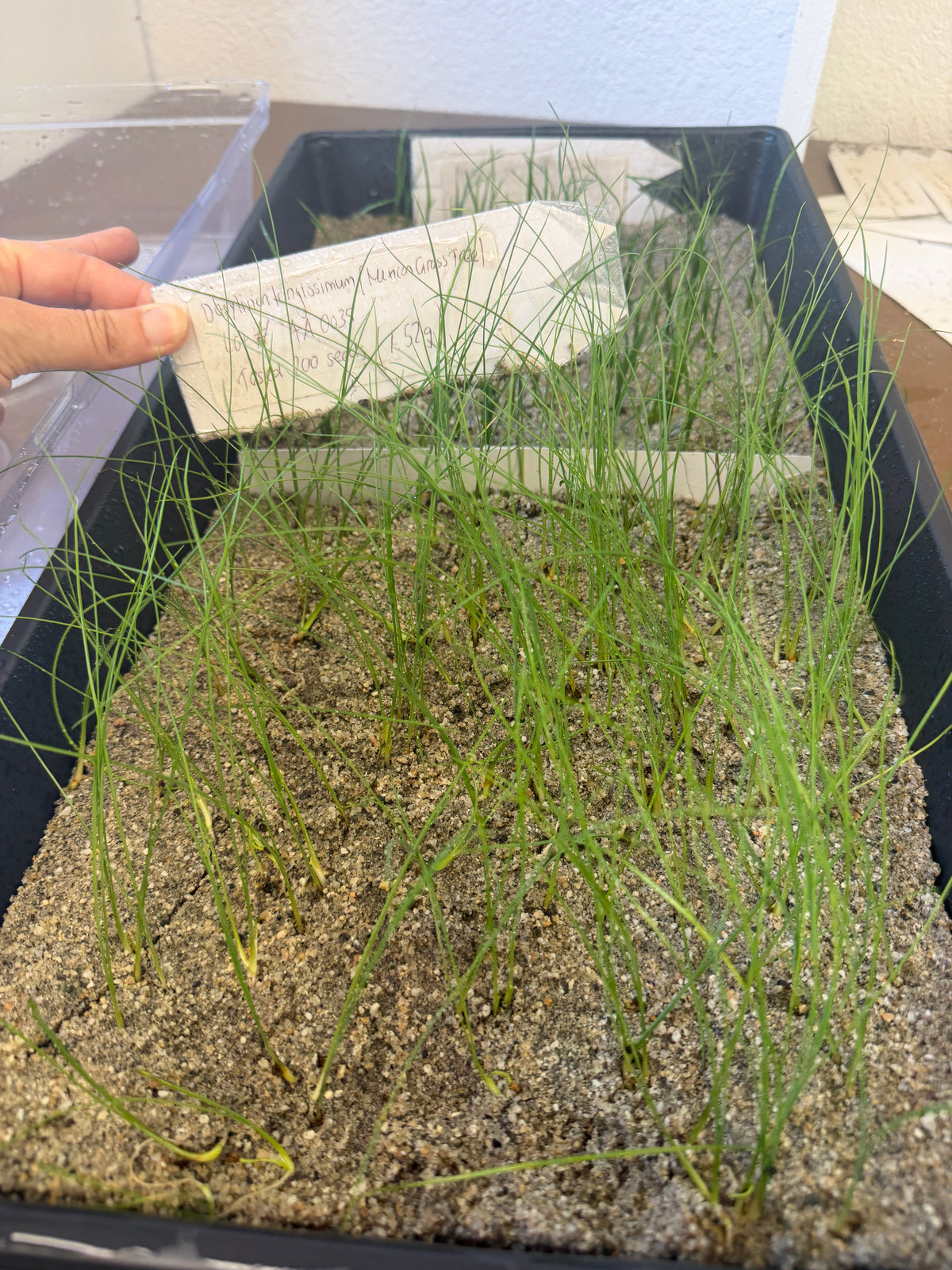 Dasylirion longissimum (Mexican Grass Tree) - 1,000 Seeds - Bulk