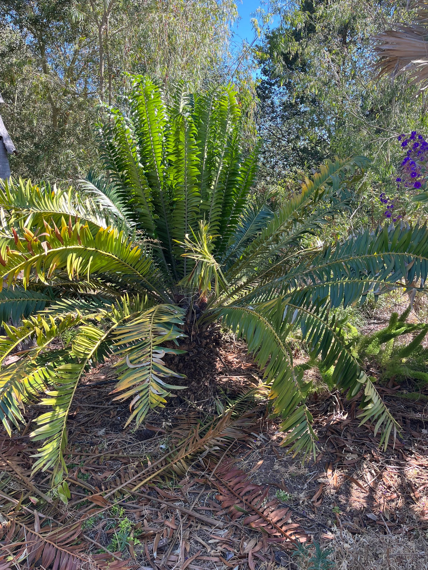 Encephalartos gratus (Mulanje Cycad) – 10 Seeds - 2026 Harvest
