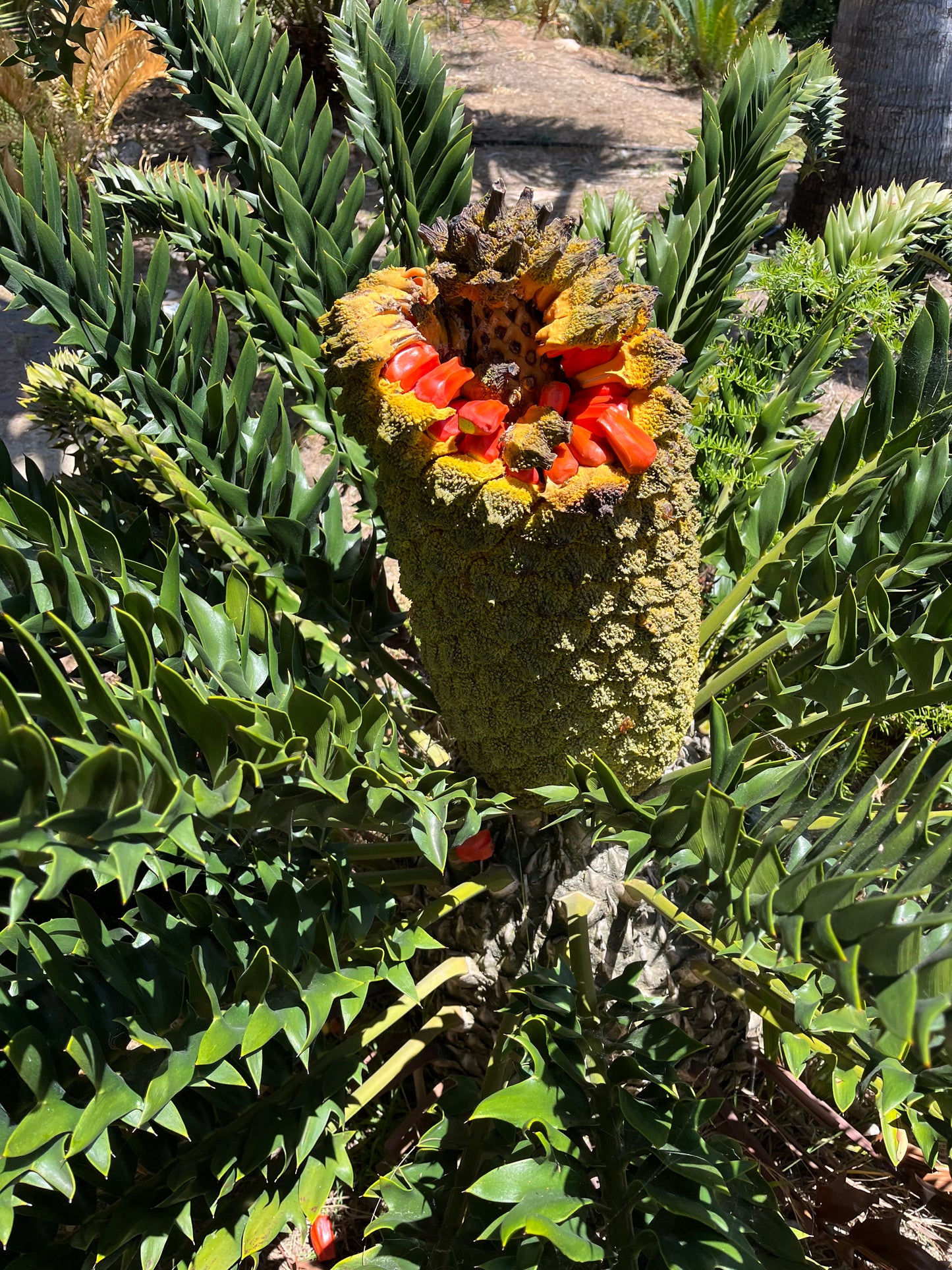 Encephalartos latifrons (Albany Cycad) – 5 Seeds – 2026 Harvest