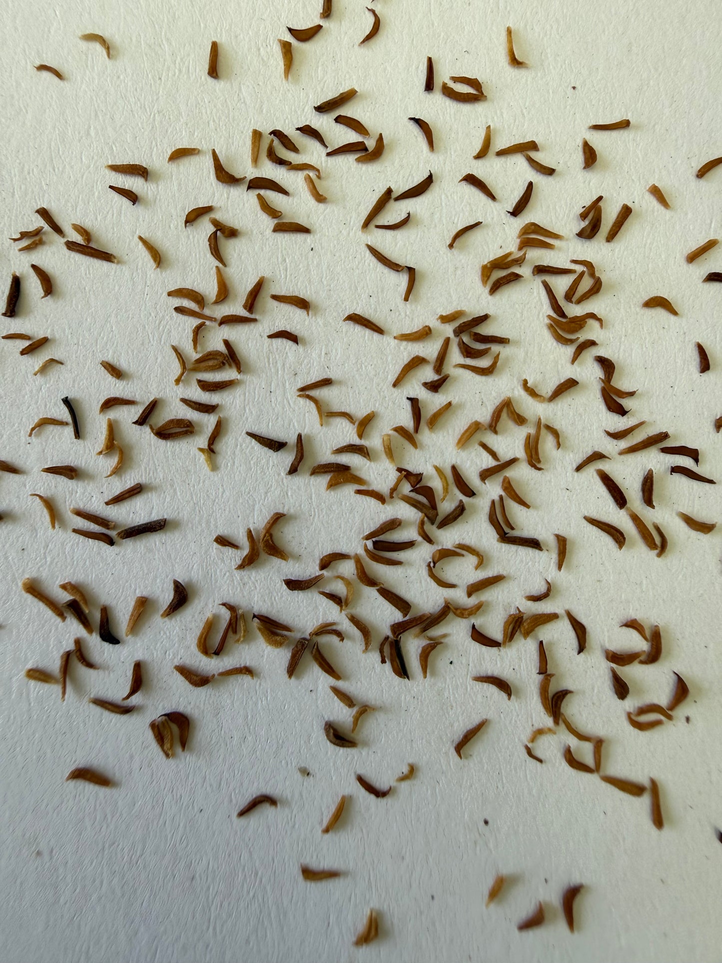 Tristania conferta (Brisbane Box) - 1,000 Seeds - Bulk