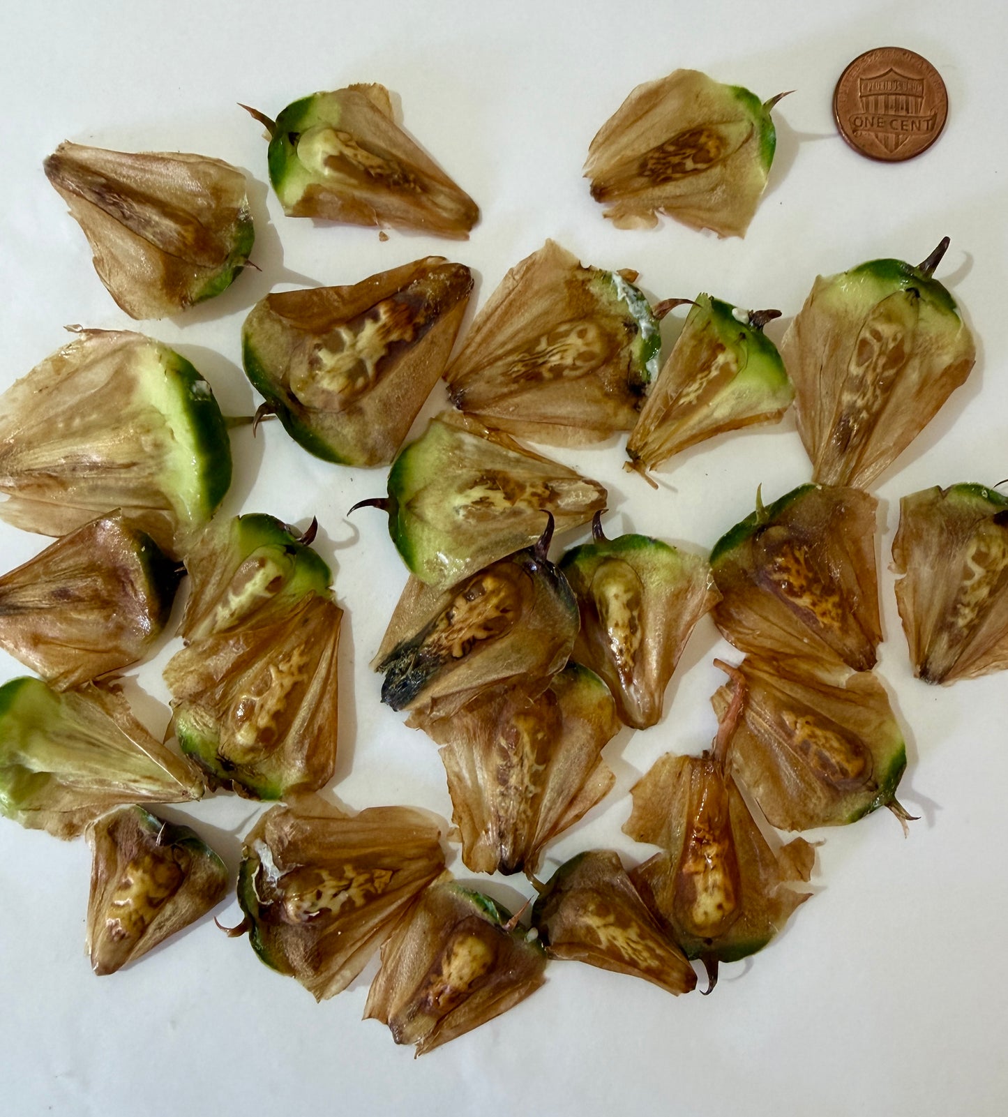 Araucaria excelsa (Norfolk Island Pine) - Seeds per lb