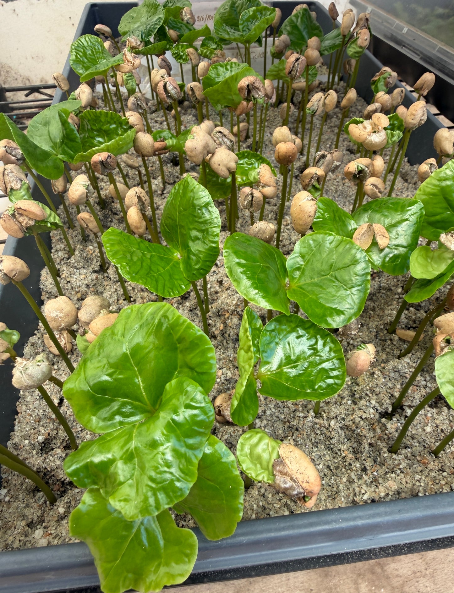 Coffea arabica ‘Aztec Gold’ (Oro Azteca / Dwarf Coffee) - 1,000 Seeds