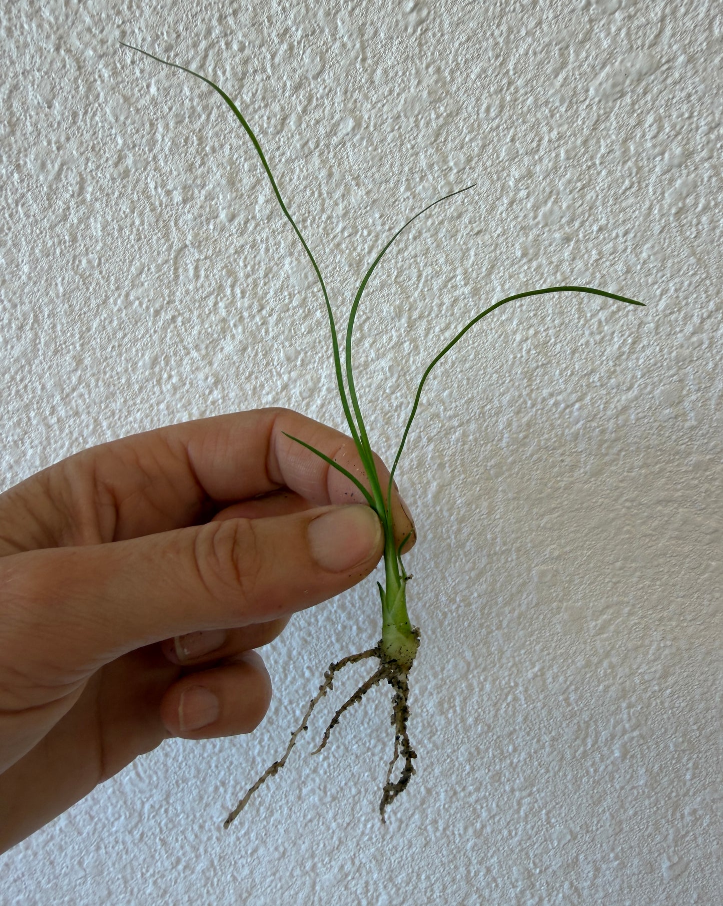 Beaucarnea recurvata (Ponytail Palm) - 1,000 Seeds - Bulk