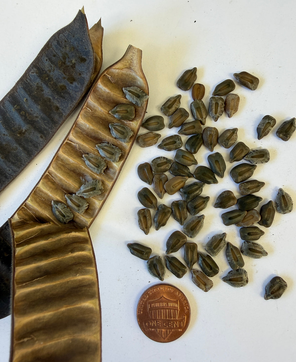 Cassia didymobotrya (Popcorn Cassia) - 1,000 Seeds -  Bulk